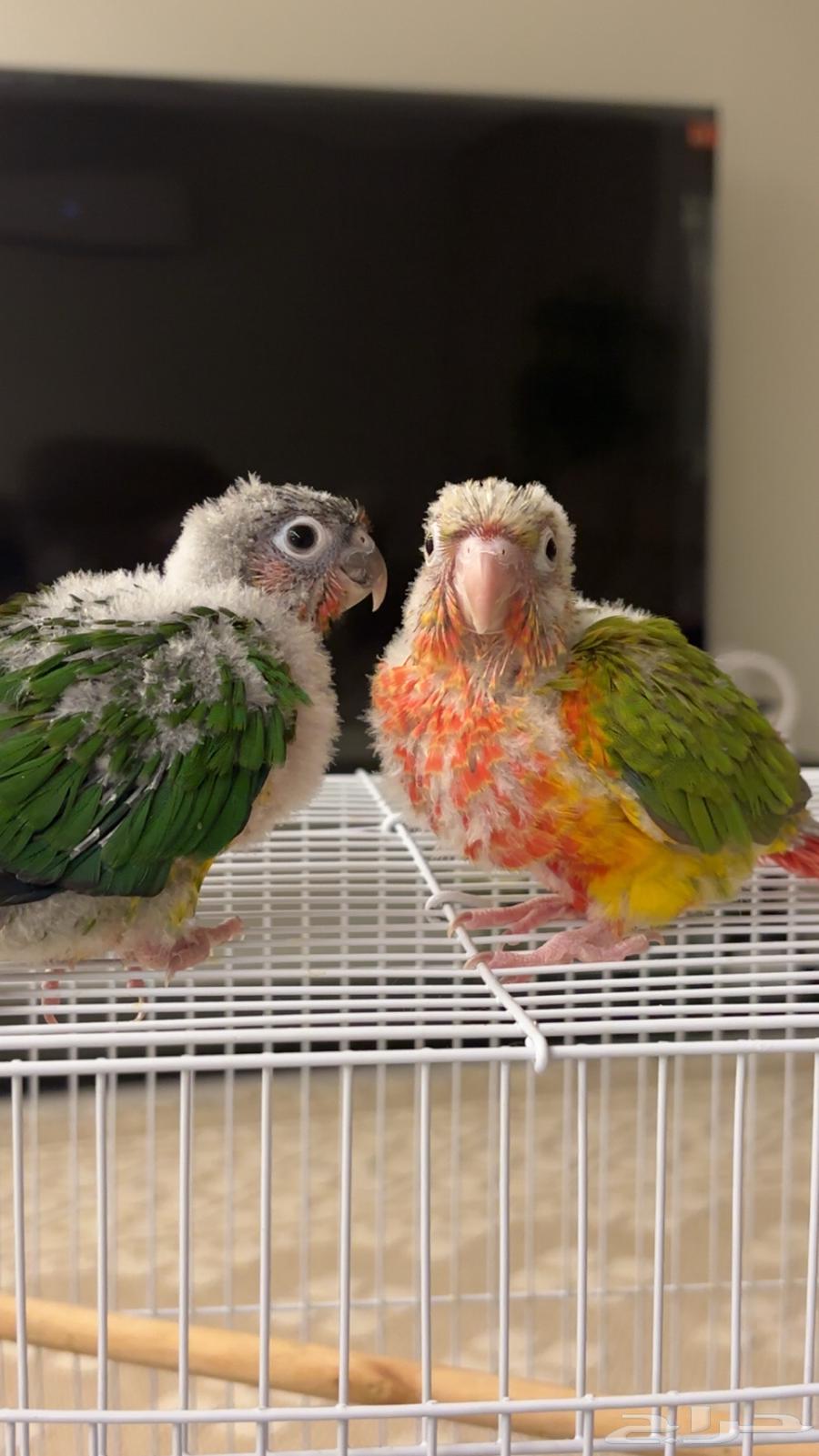 فروخ كنيور يلو سايد (تم البيع )64251394080515110