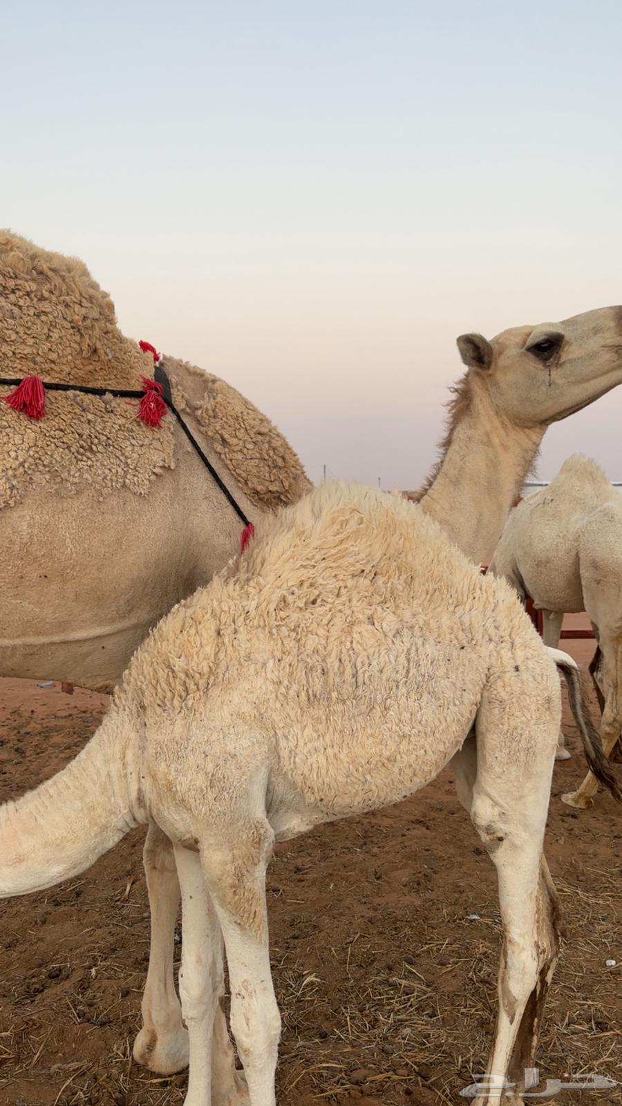 بكره مقفله شحمم64252176215171111