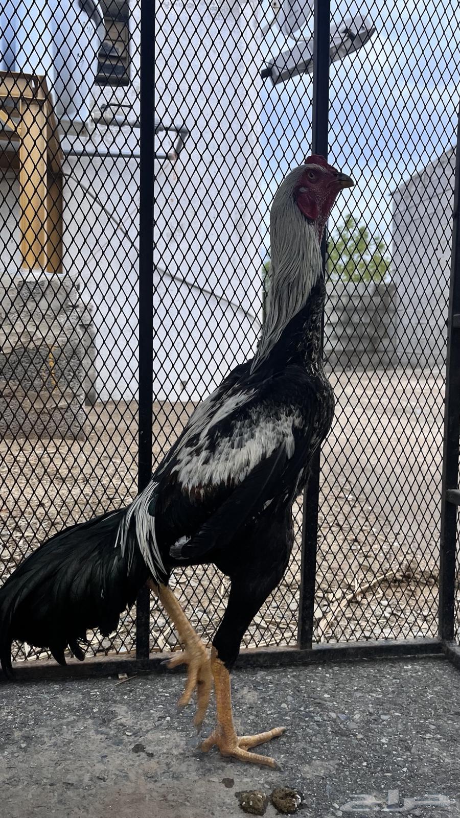 ديكين سندي فواخر للبيع64256924812803110