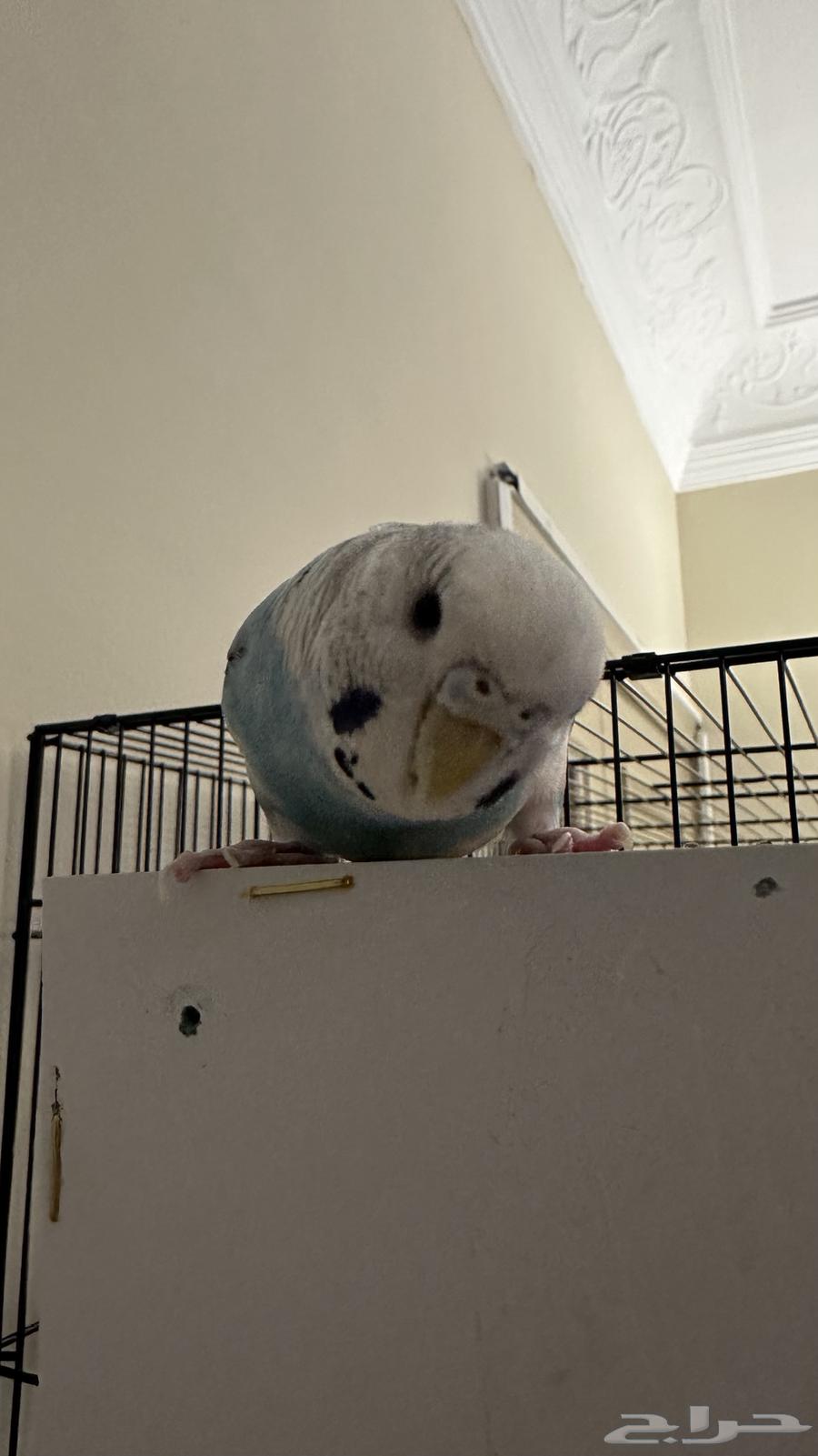 انثى بادجي أليفة64249847468417111