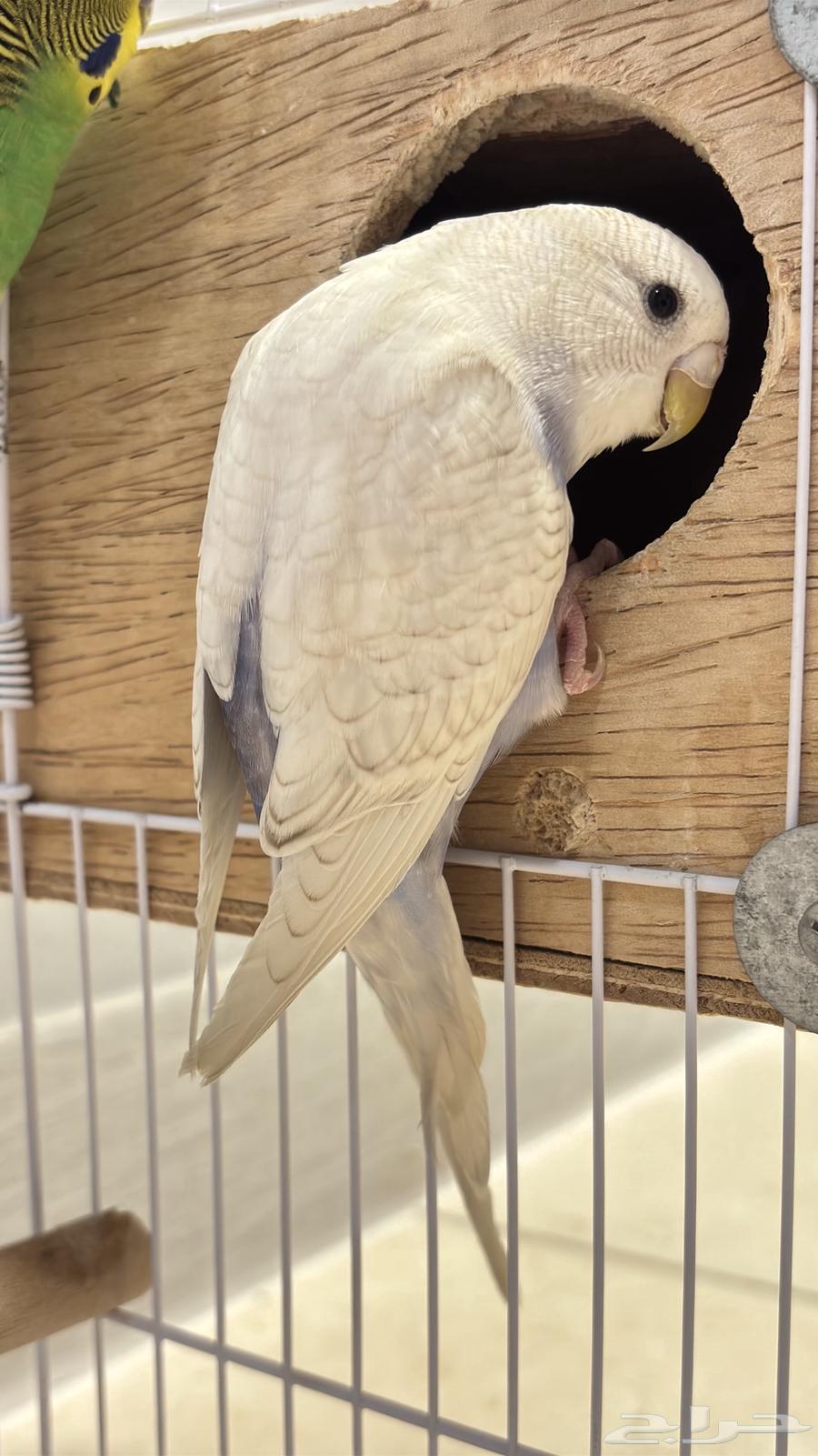 Badi's breeding pair (special offer)64237092503553114