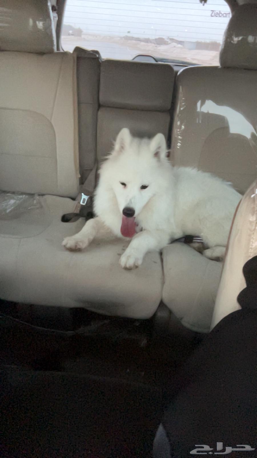 كلب هاسكي عمره تقريبا  7 شهور مطعم ومعه جوازه64253730380801110