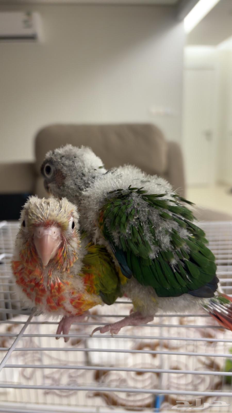 فروخ كنيور يلو سايد (تم البيع )64251394080515112