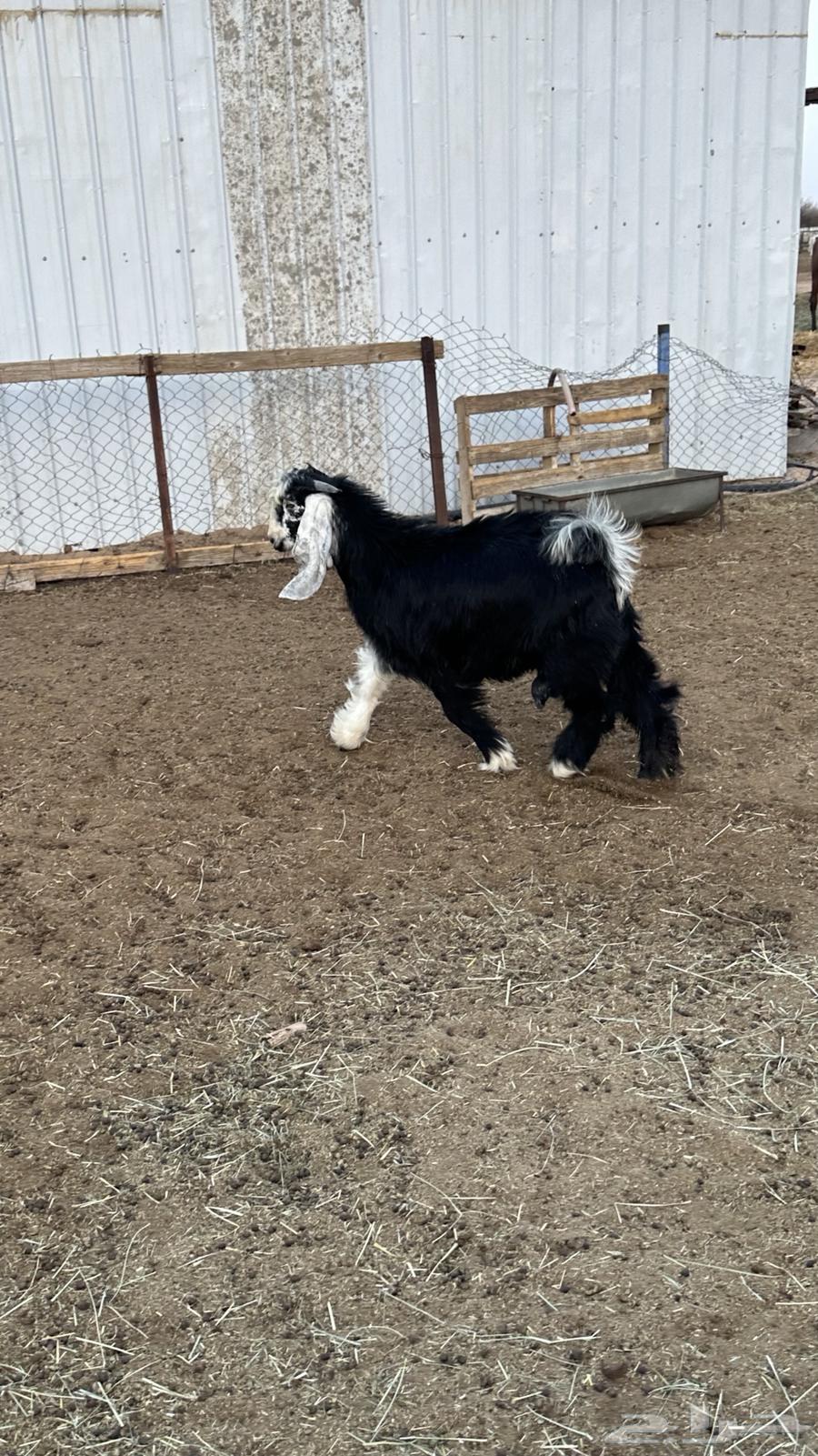 تيس عارضي للبيع64251711420545111