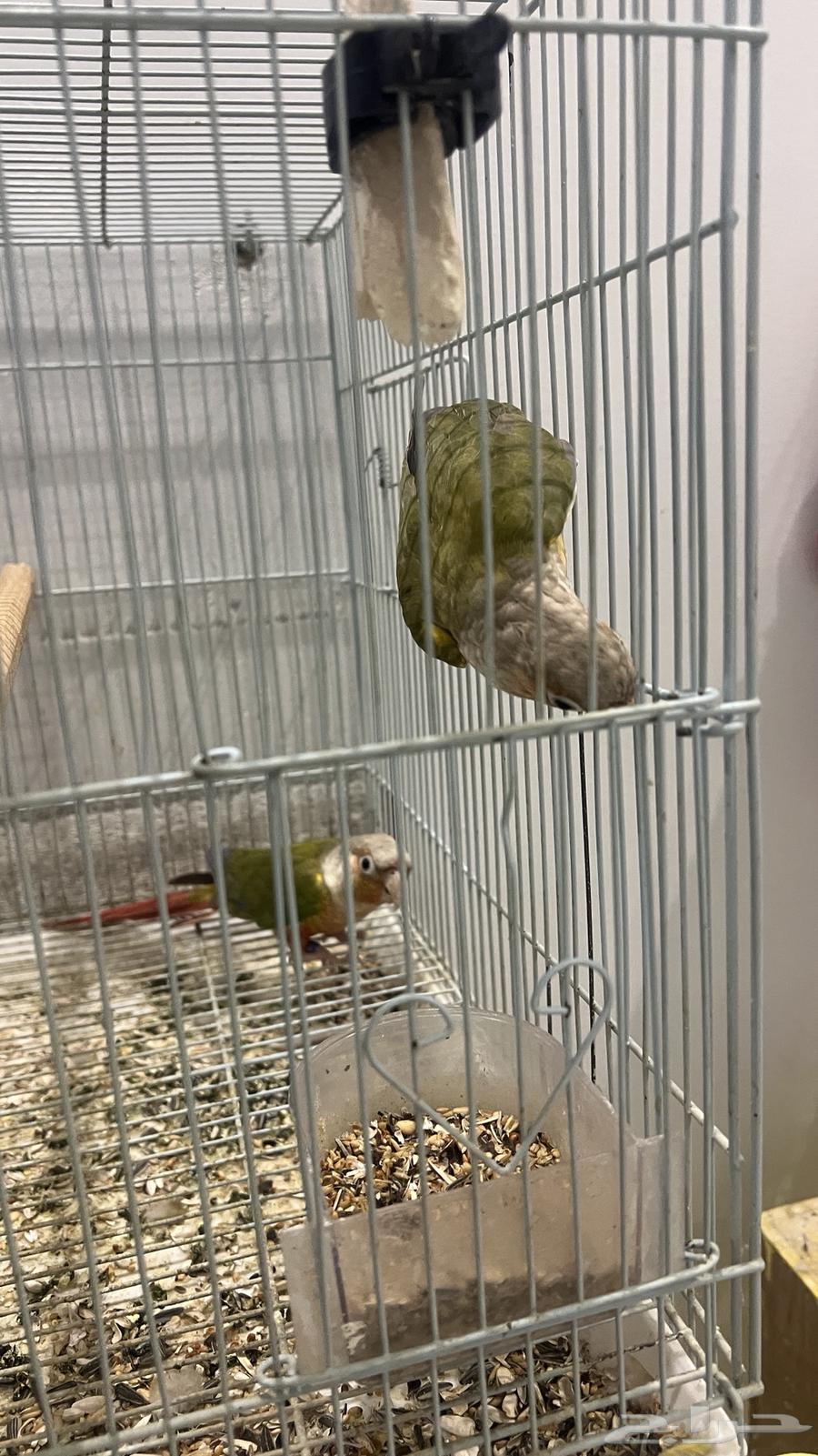 جوز كنيور منتج64235478991874110