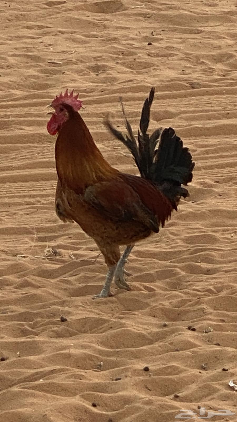 ديك للبيع شرط64251394064129110