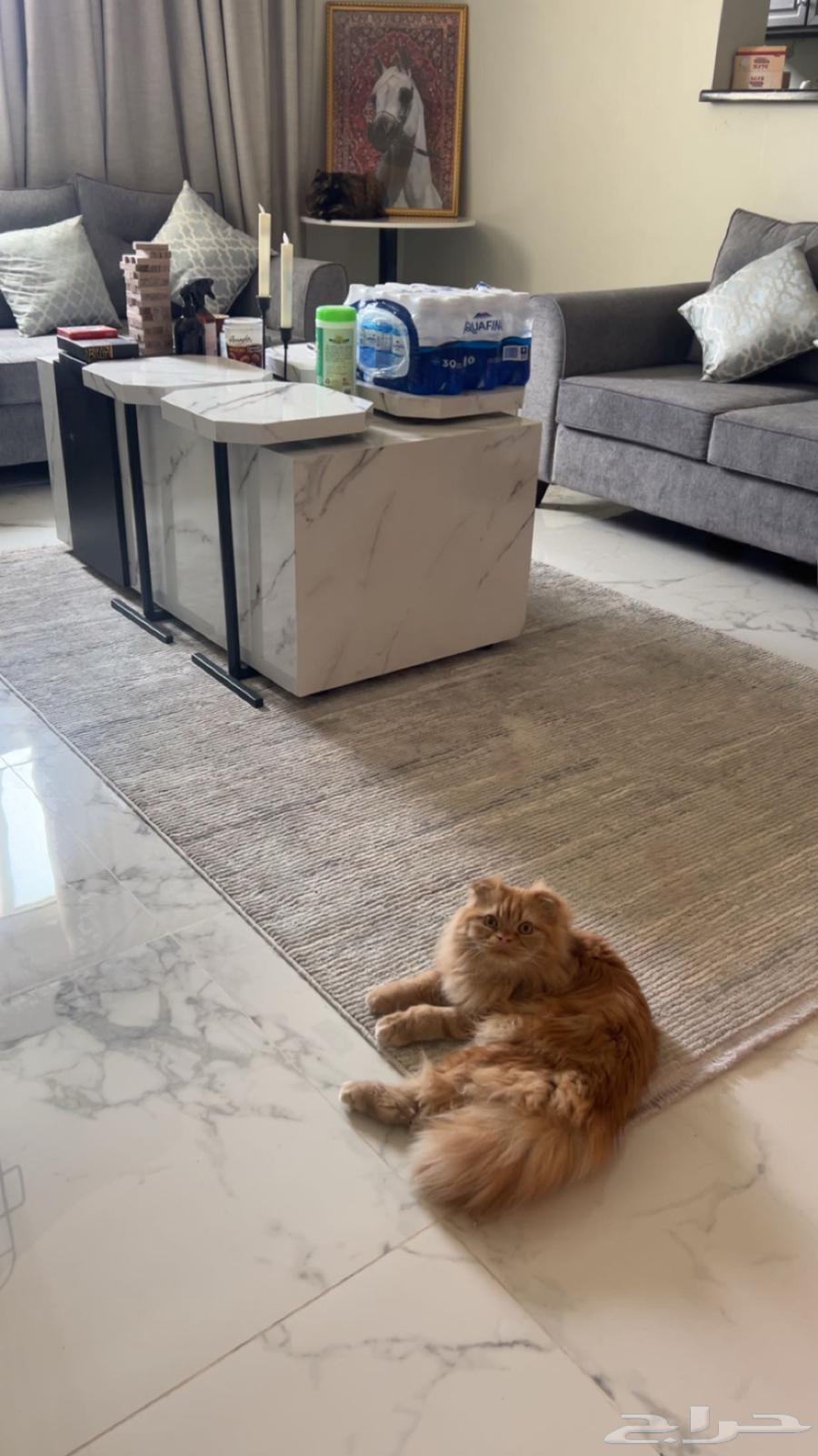 للبيع تبوك64245288788866111