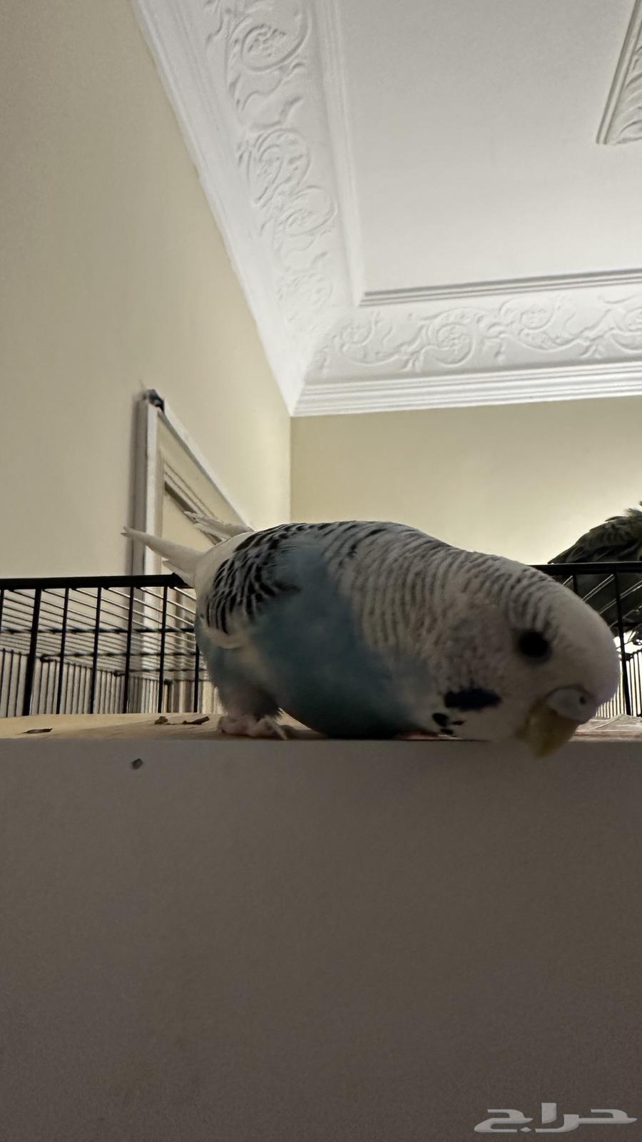 انثى بادجي أليفة64249847468417113