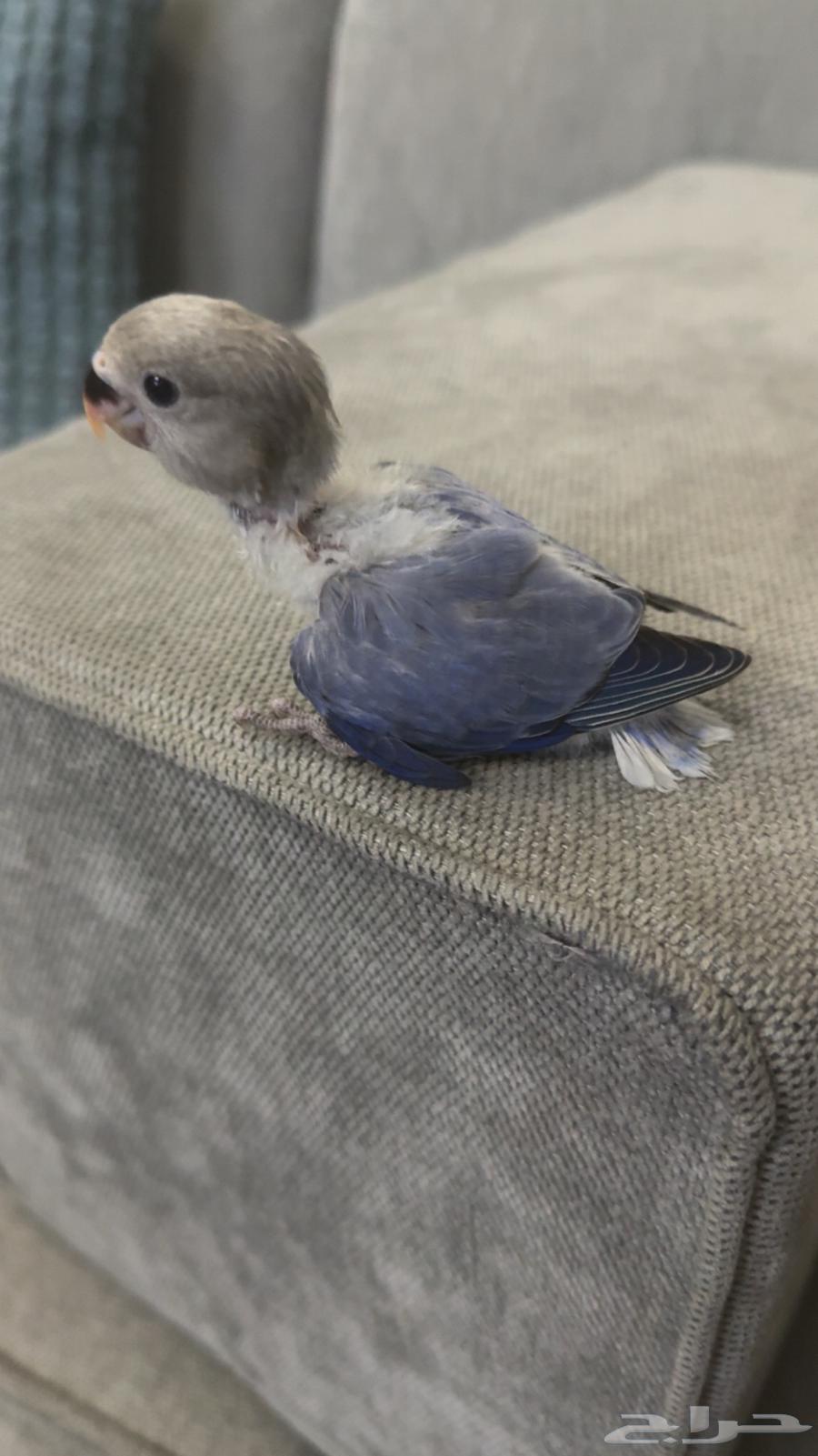 فروخ روز للبيع64232339030273114