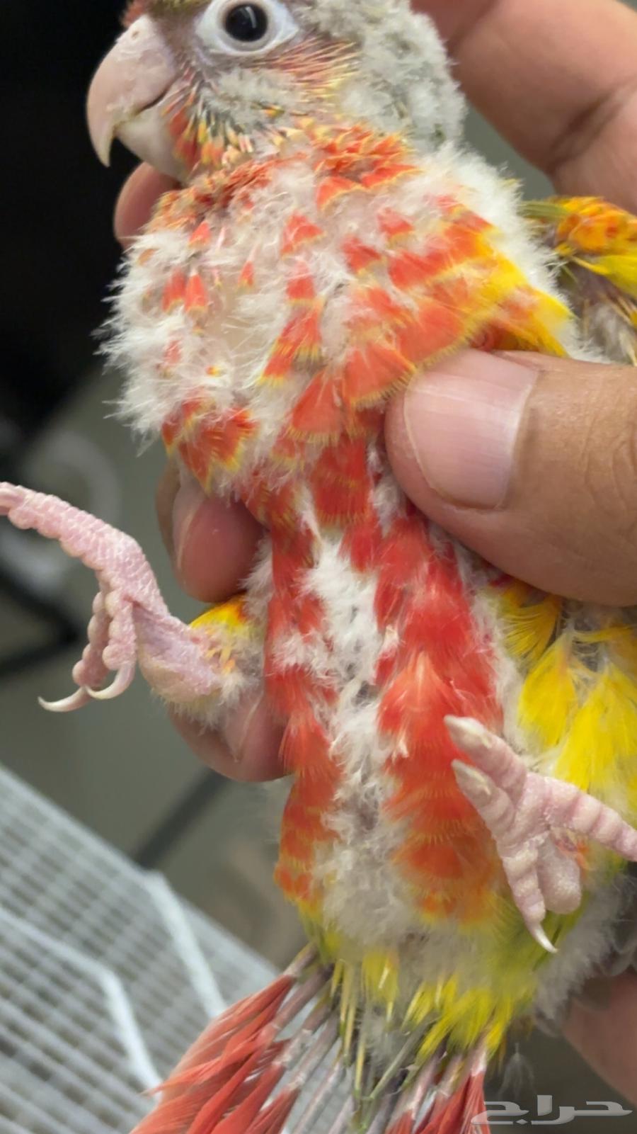 فروخ كنيور يلو سايد (تم البيع )64251394080515113