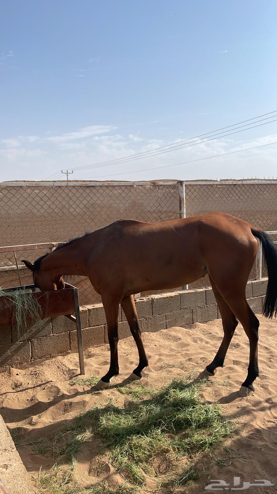 فرس شعبيه64246299478017110