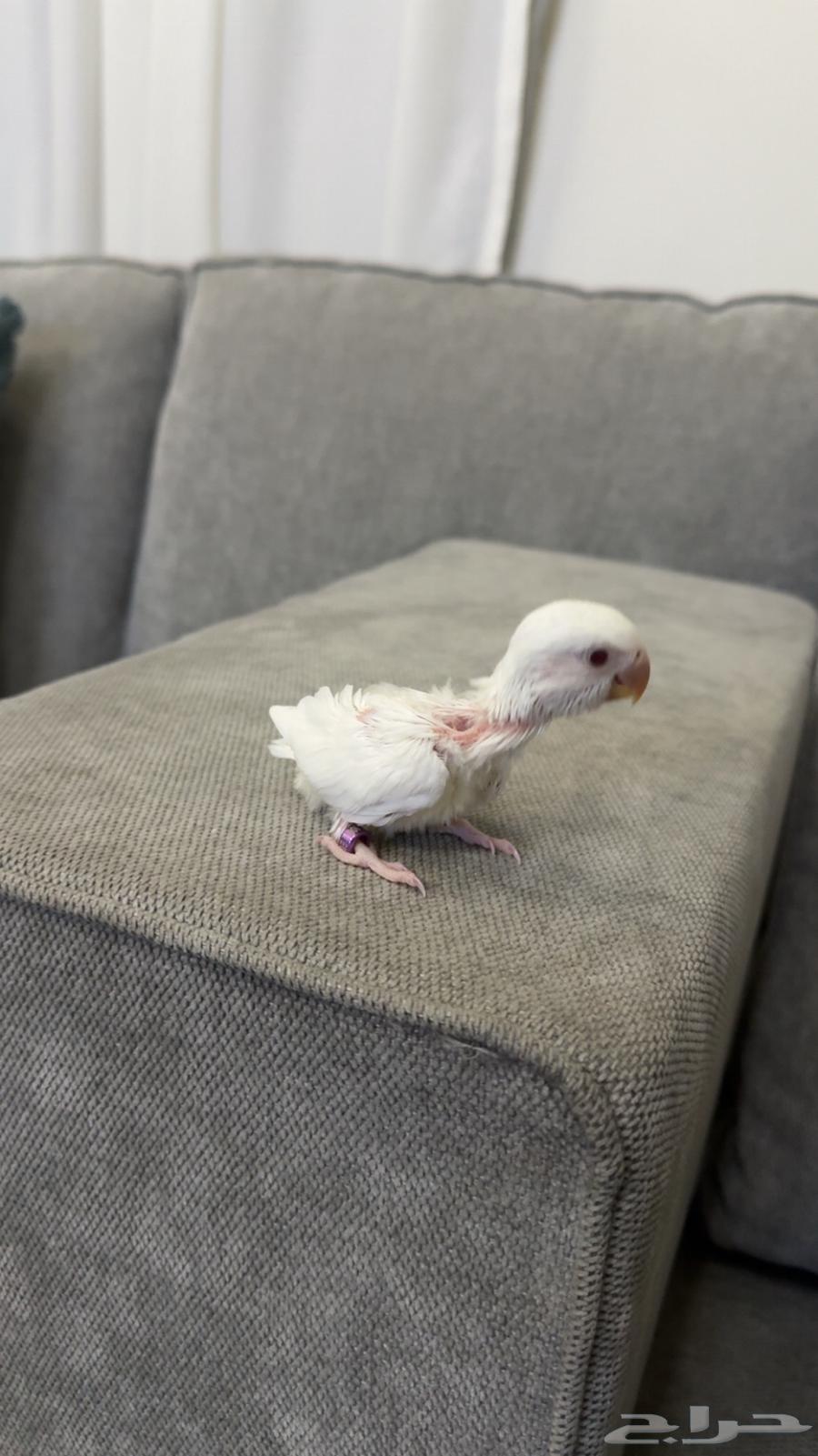 فروخ روز للبيع64232339030273112