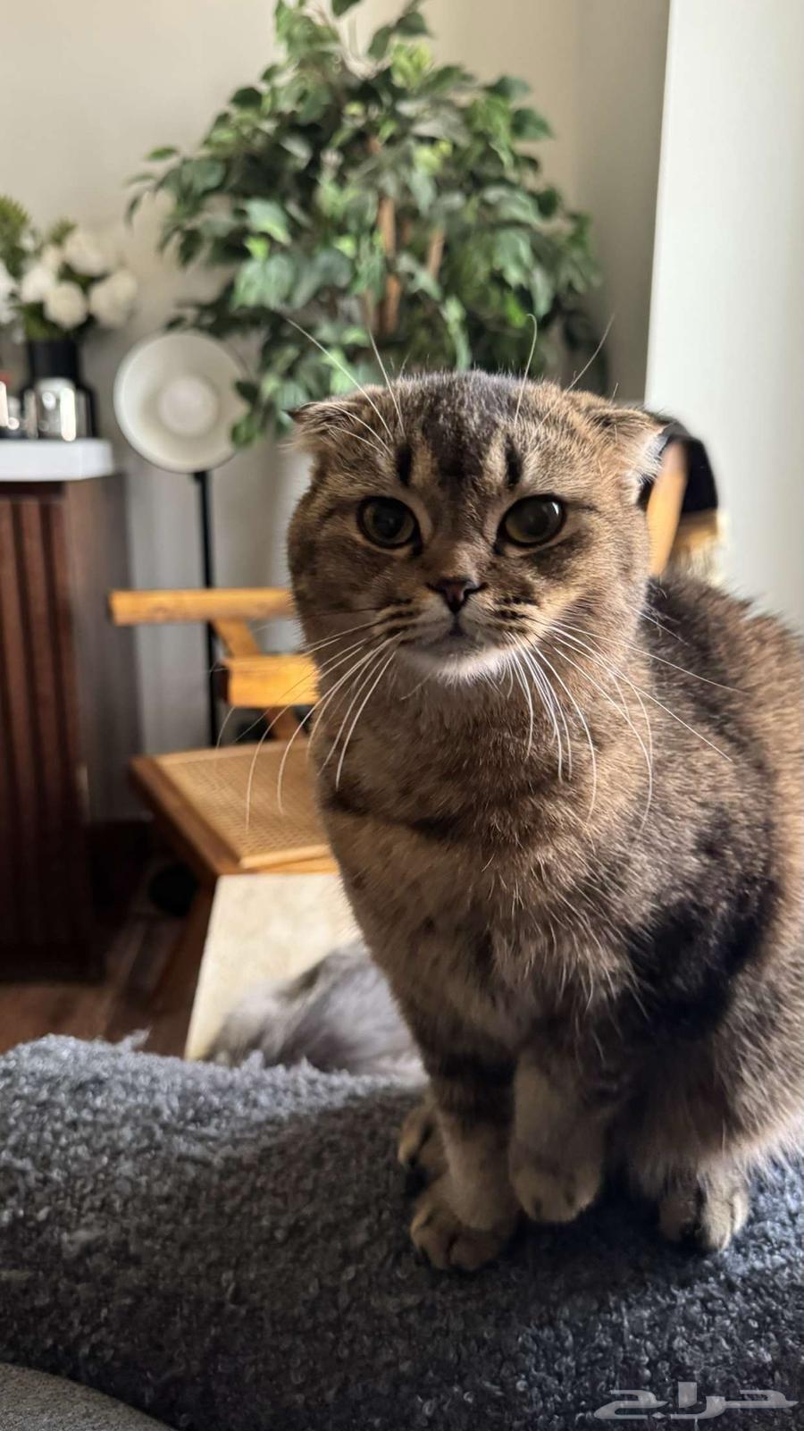 Scott Fold64245110548225110