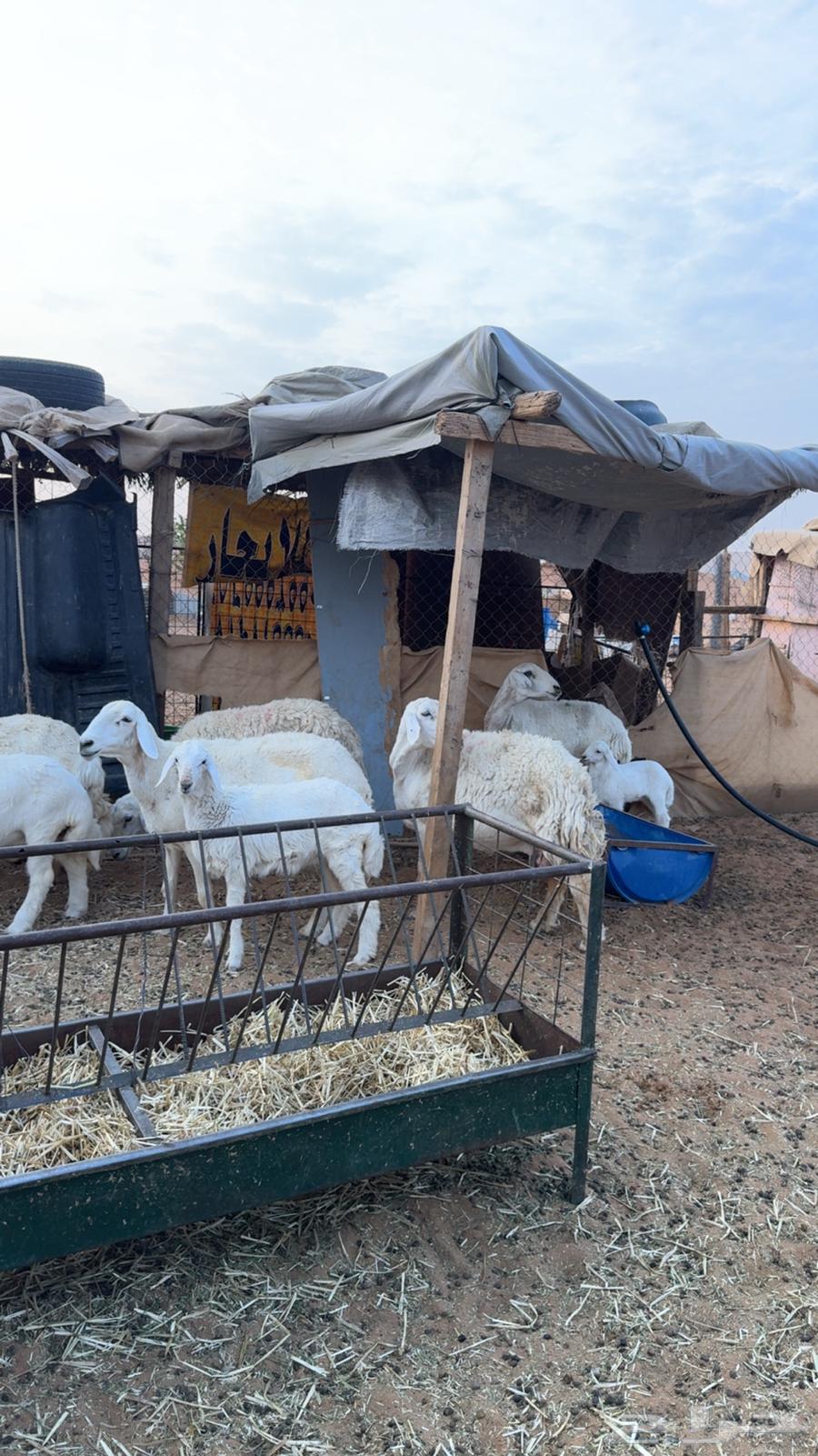 للبيع 5 تحتها 564246814044802111