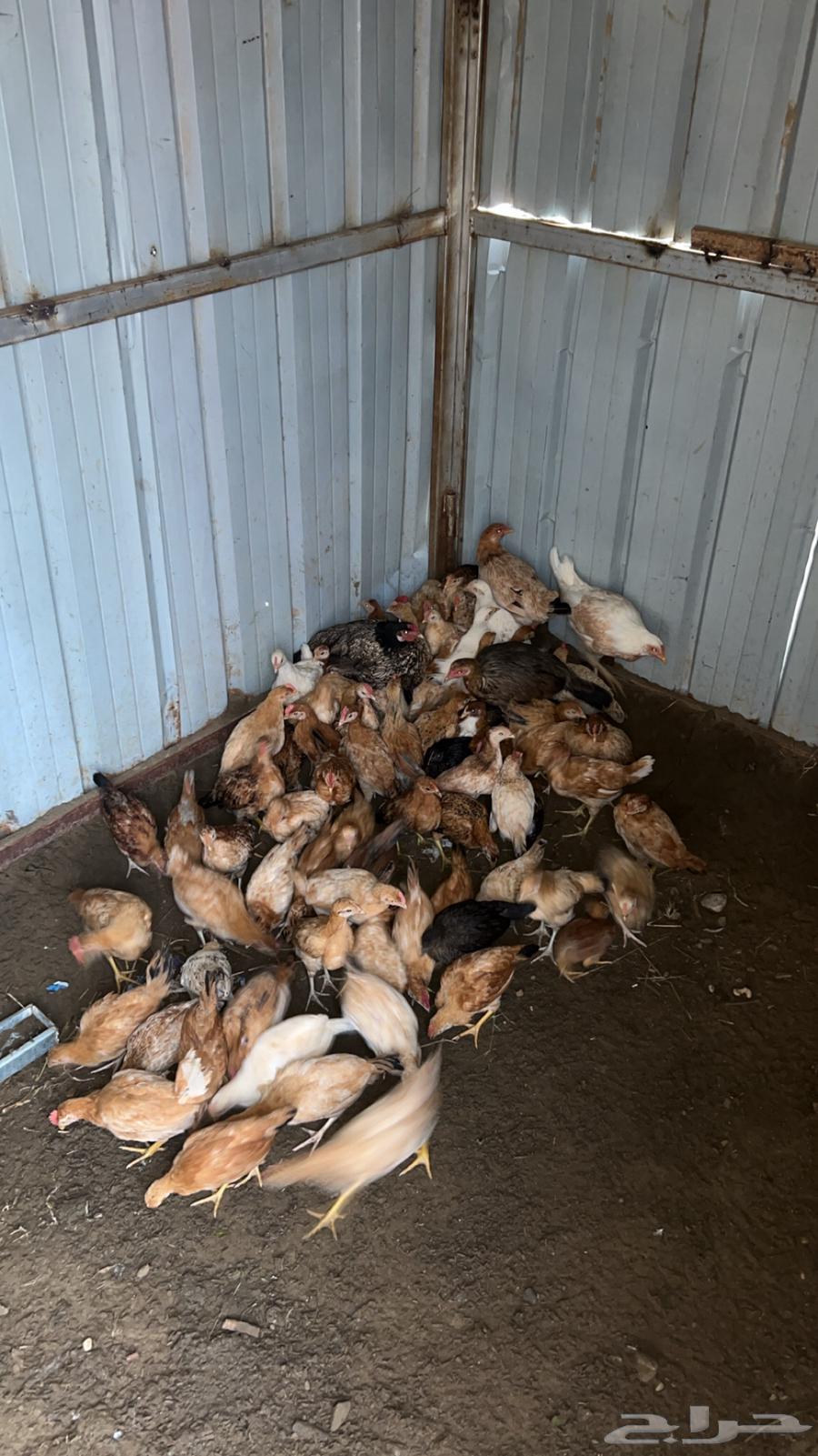 Local chicks aged from two to three months64255839846787111