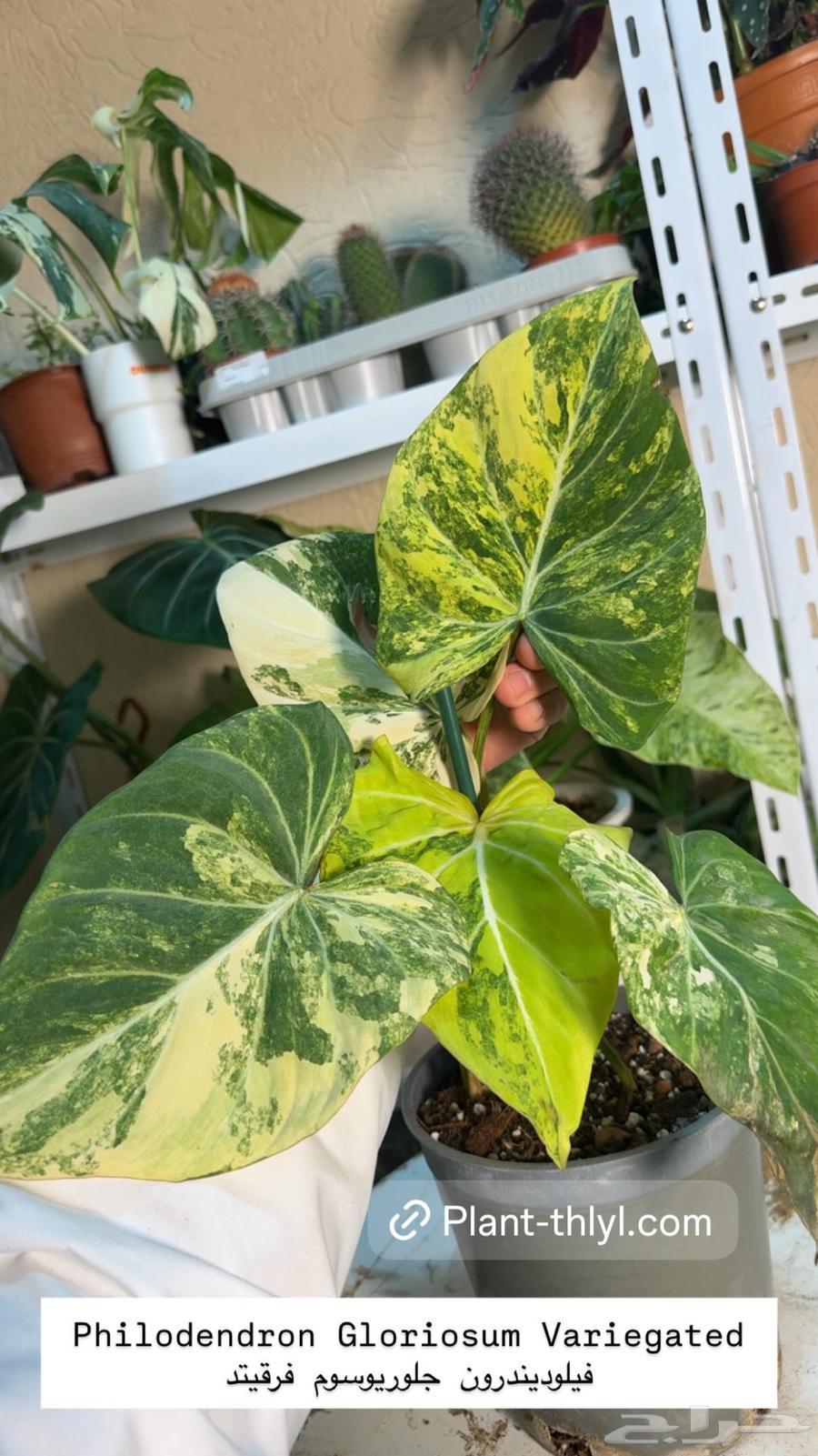 نوادر النباتات الداخلية في السعودية64247343426946110