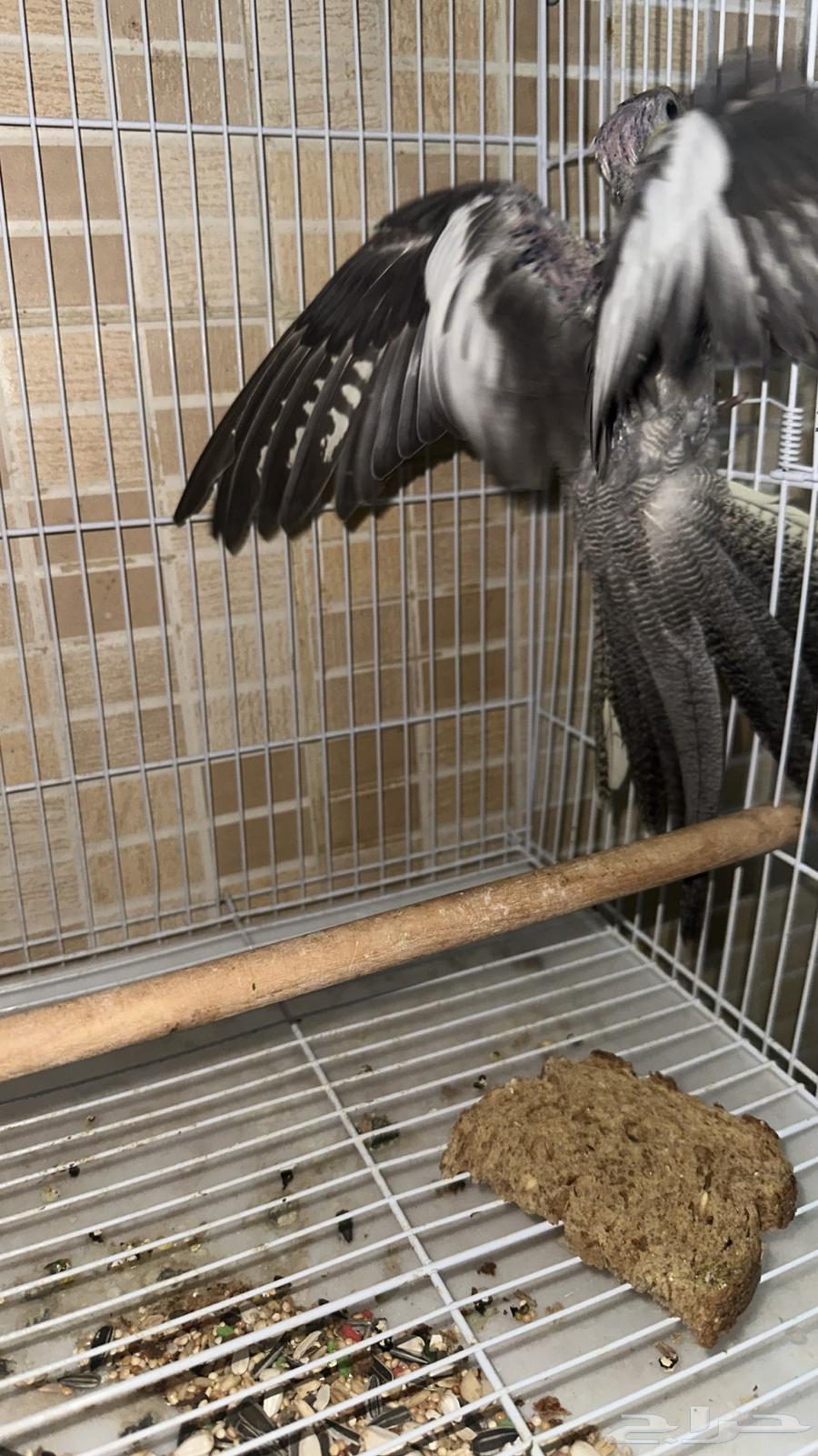 طيور كروان وفرخ للبيع64241240218499114
