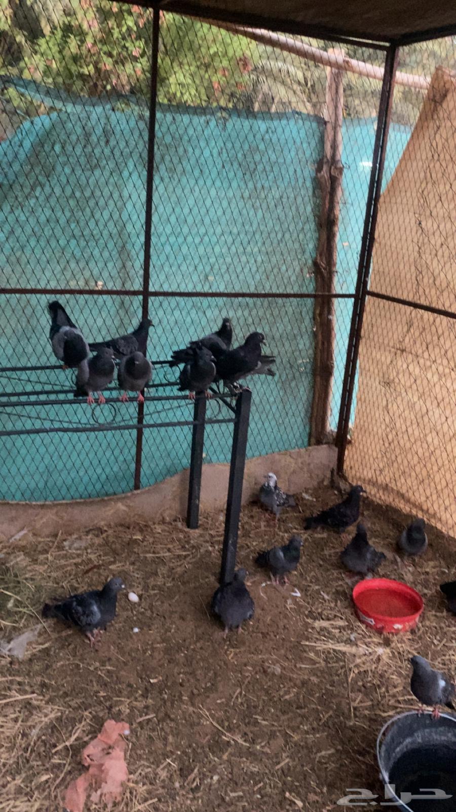 حمام بلدي العدد2564251394175874111