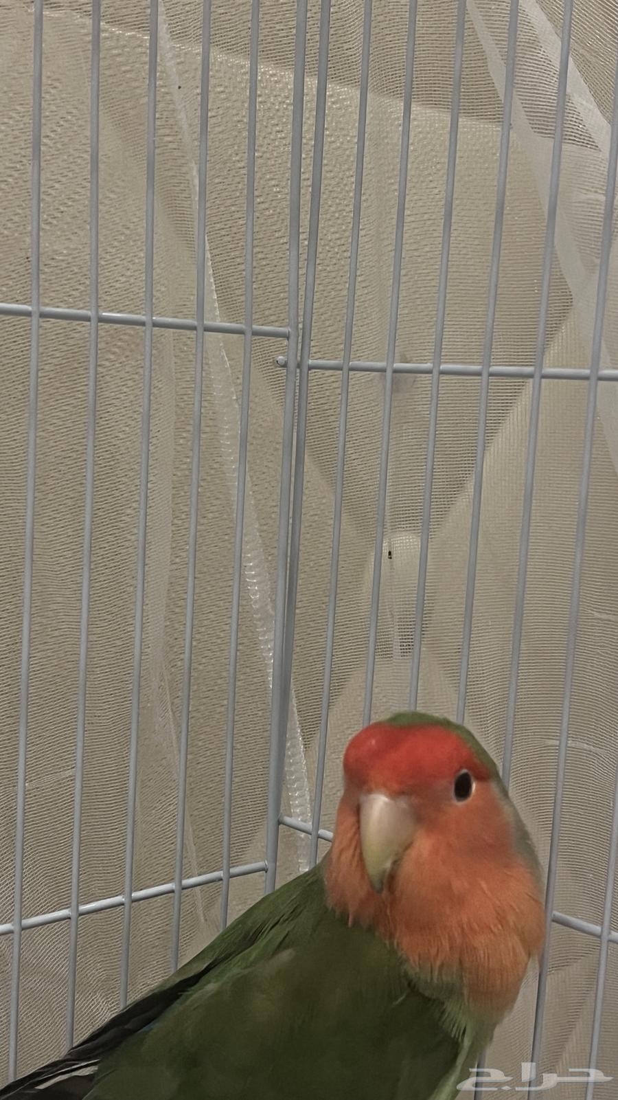 Bird of the day64241934505346111