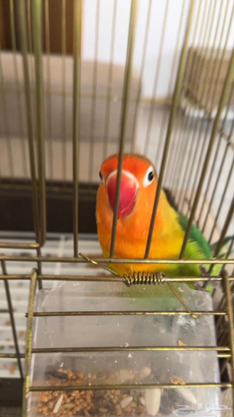 ببغاء فيشر للبيع 200 ريال و قابل لتفاوض64244076446467111