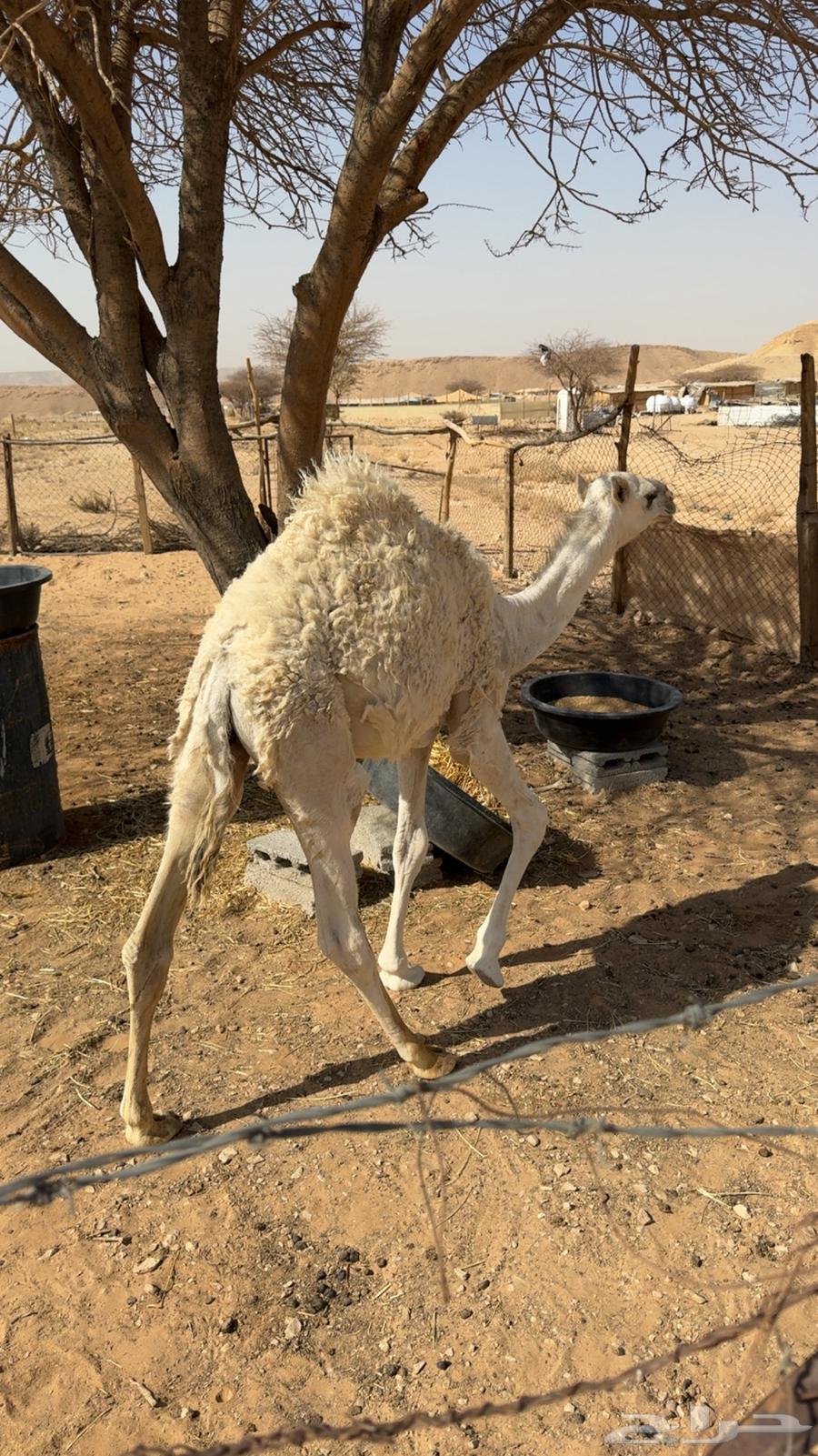 Very comfortable seating on a productive camel64249658100097110