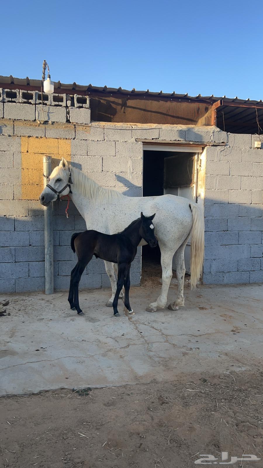 خيل لبيع64252024000259114