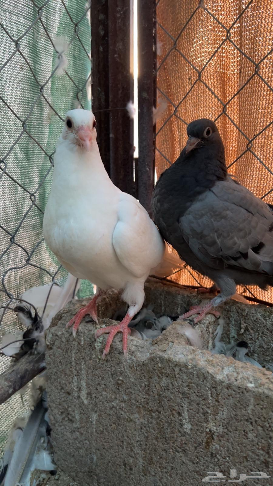 فروخ حمام للبيع فاخر عل 25 ريال64234454088707114