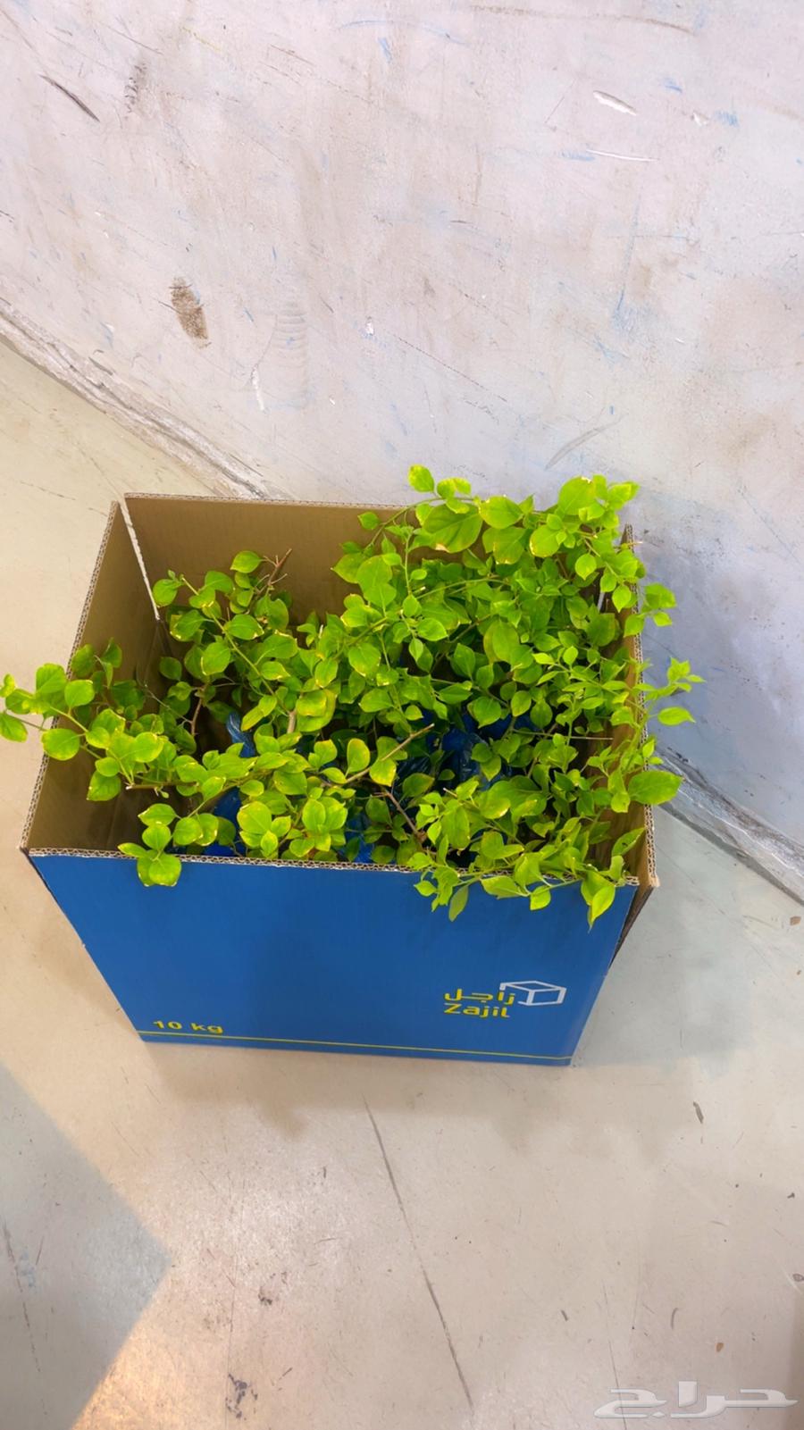 جهنمية شتلات جلابرا حجم كبير وصغير64242642402947113