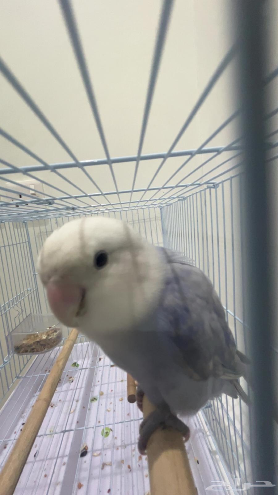 طير روز اليف64238553094787111