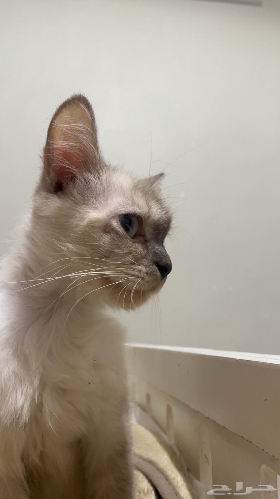 قطه هملايا عمرها 7 اشهر64233959990147111