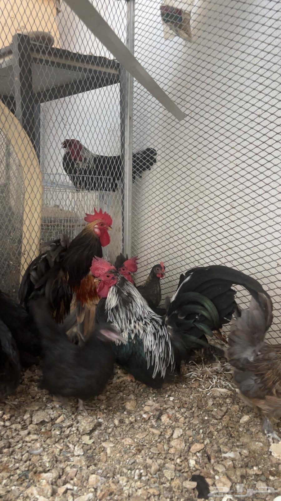 للبيع جابنيز تم البيع خارج الموقع64250927837187110