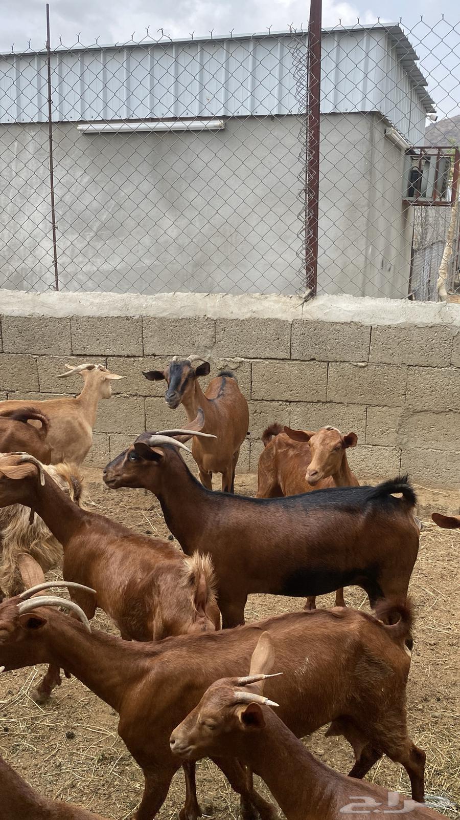 معزا دهم للبيع64251724903427113