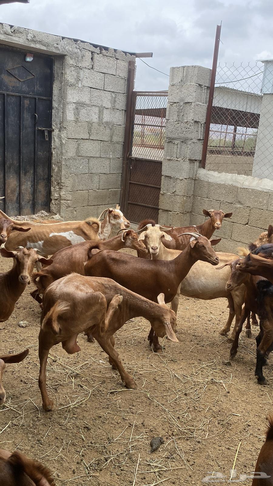 معزا دهم للبيع64251724903427114