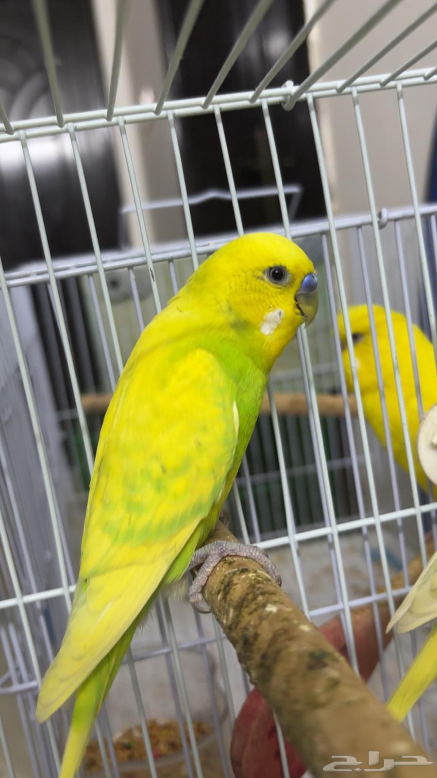 للبيع العدد 2 ذكور هولنديه64238147447298112