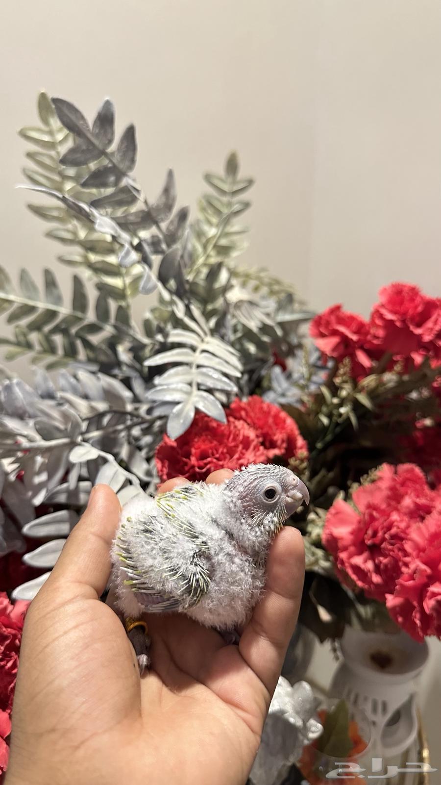 أمريكان دايلوت64235325576961112