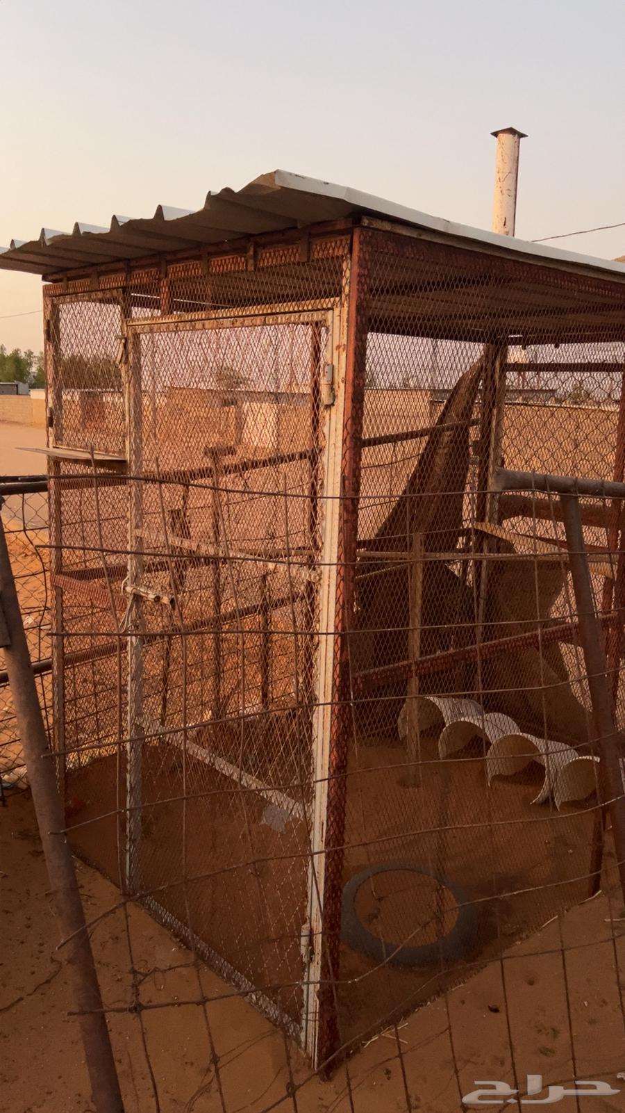 Pigeon or chicken mesh64233776864386112