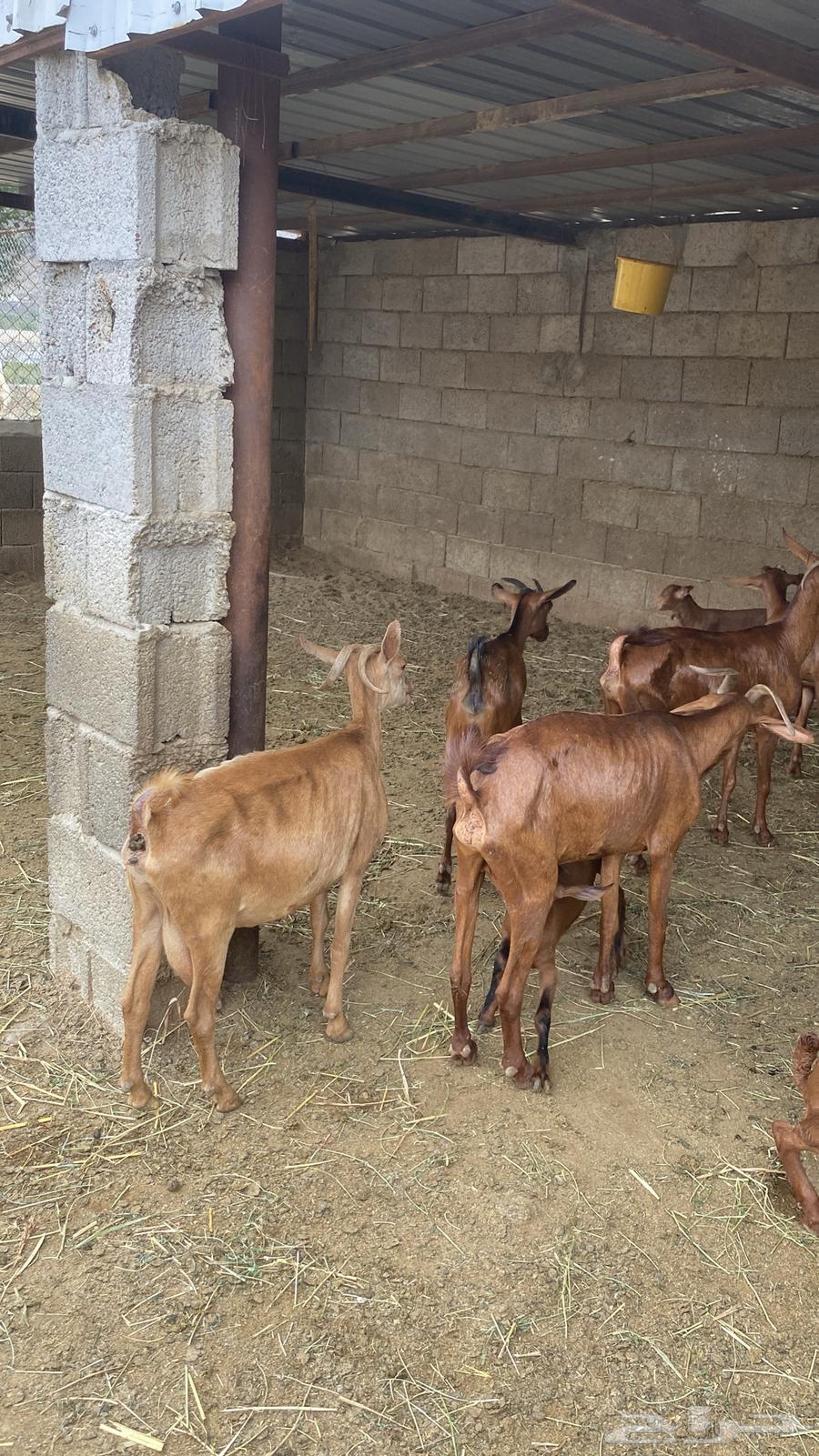 معزا دهم للبيع64251724903427111