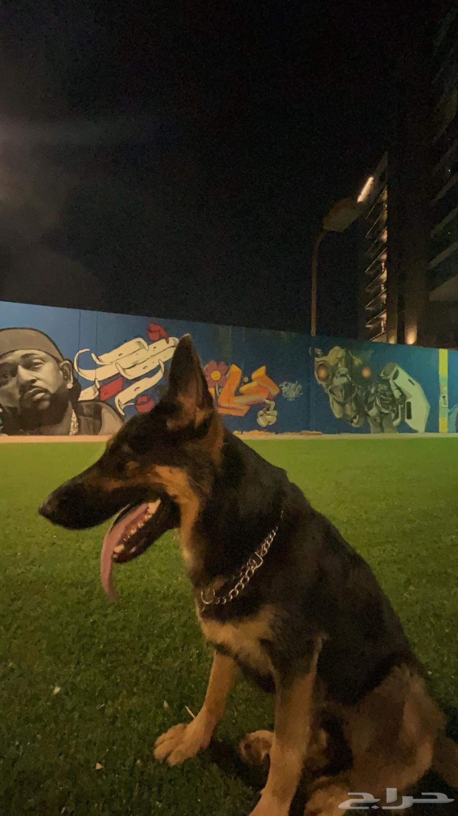 بيعت كلب حراسة ألماني64235636007299110