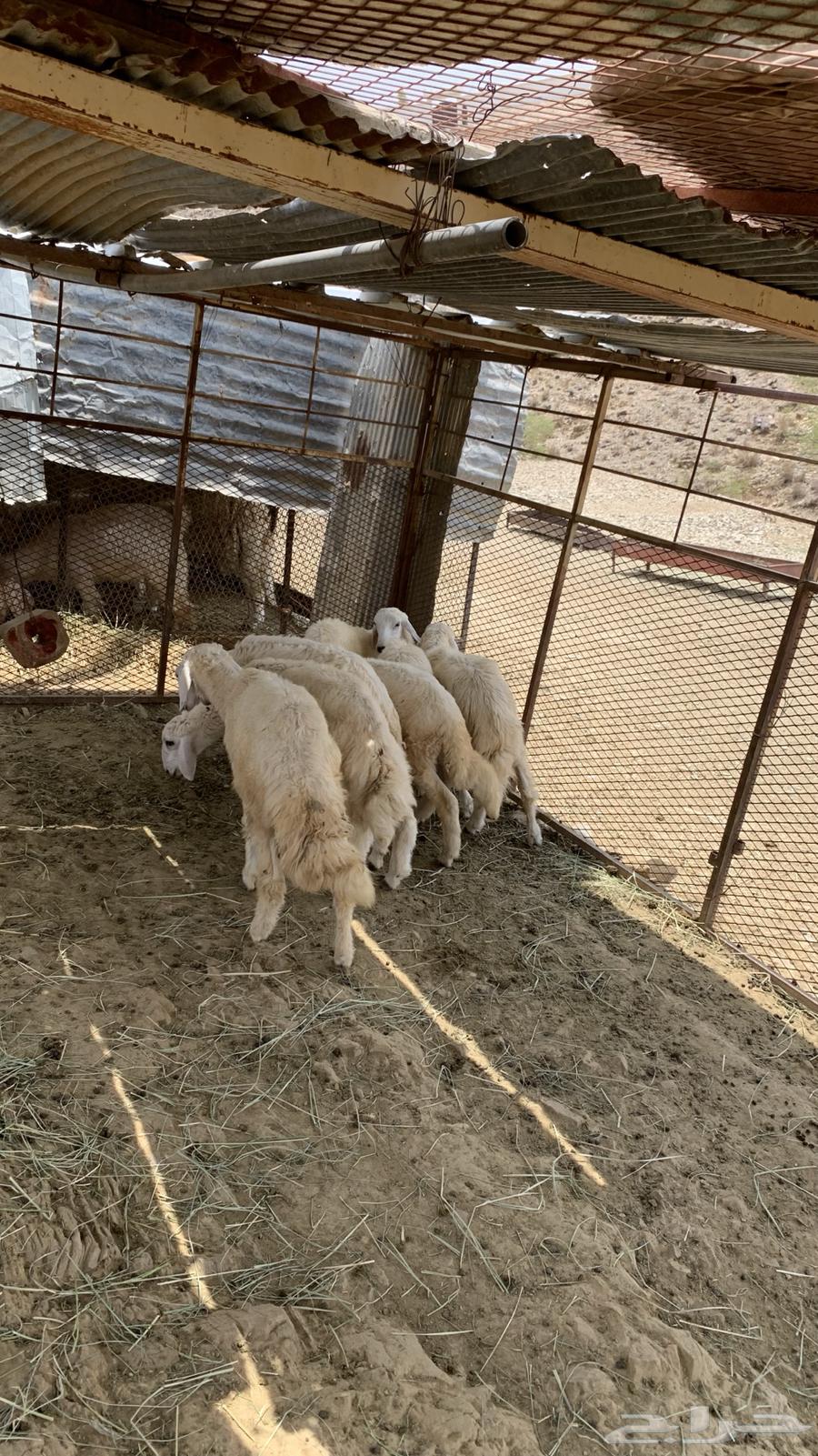 طليان وا رخال64239213271170111