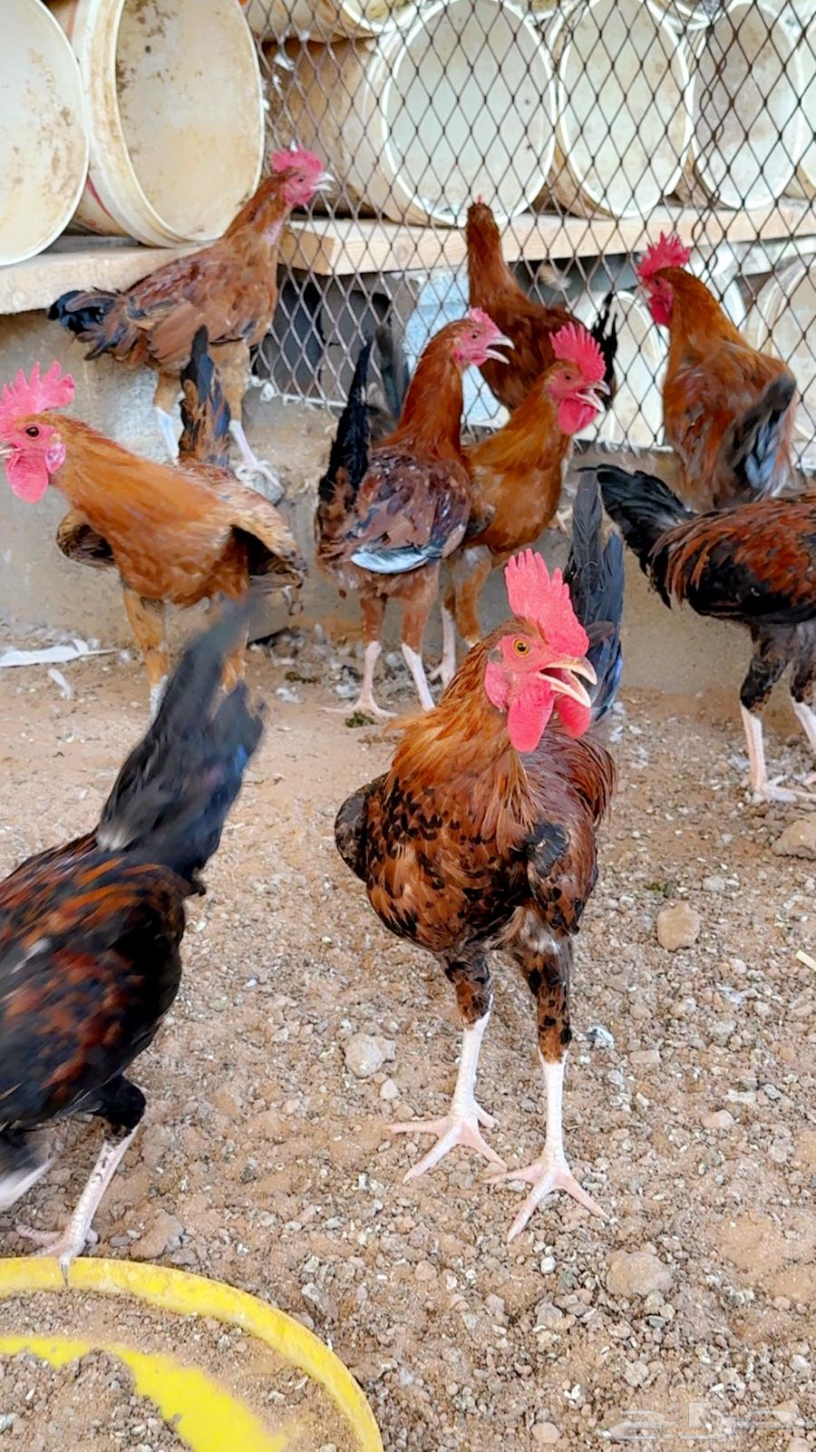 ديوك بلدي للبيع64248093785475111