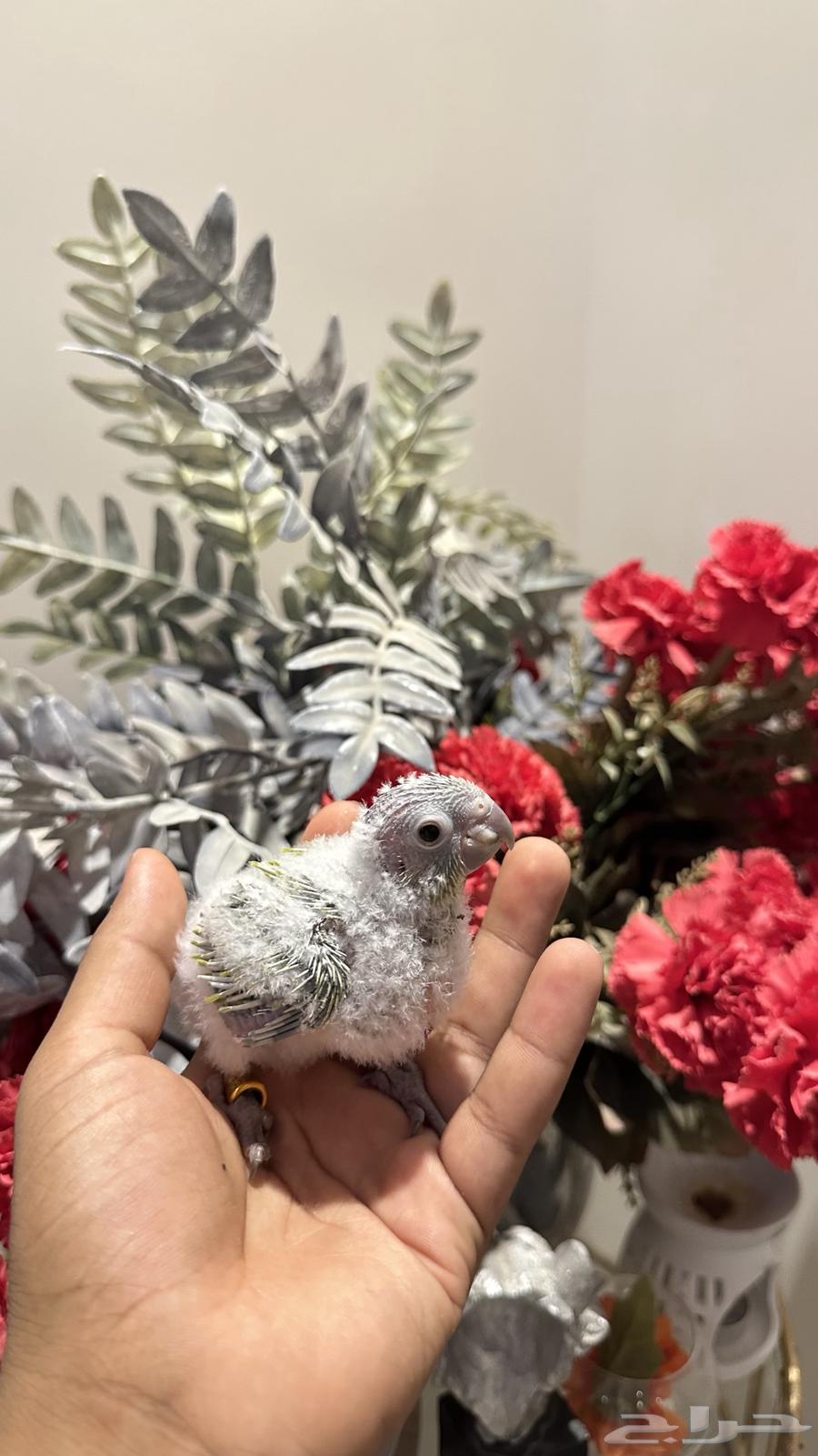 أمريكان دايلوت64235325576961111