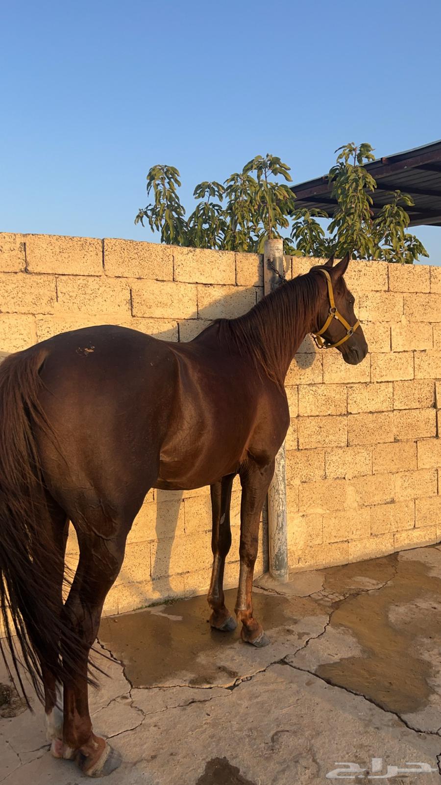 خيل لبيع64252024000259111