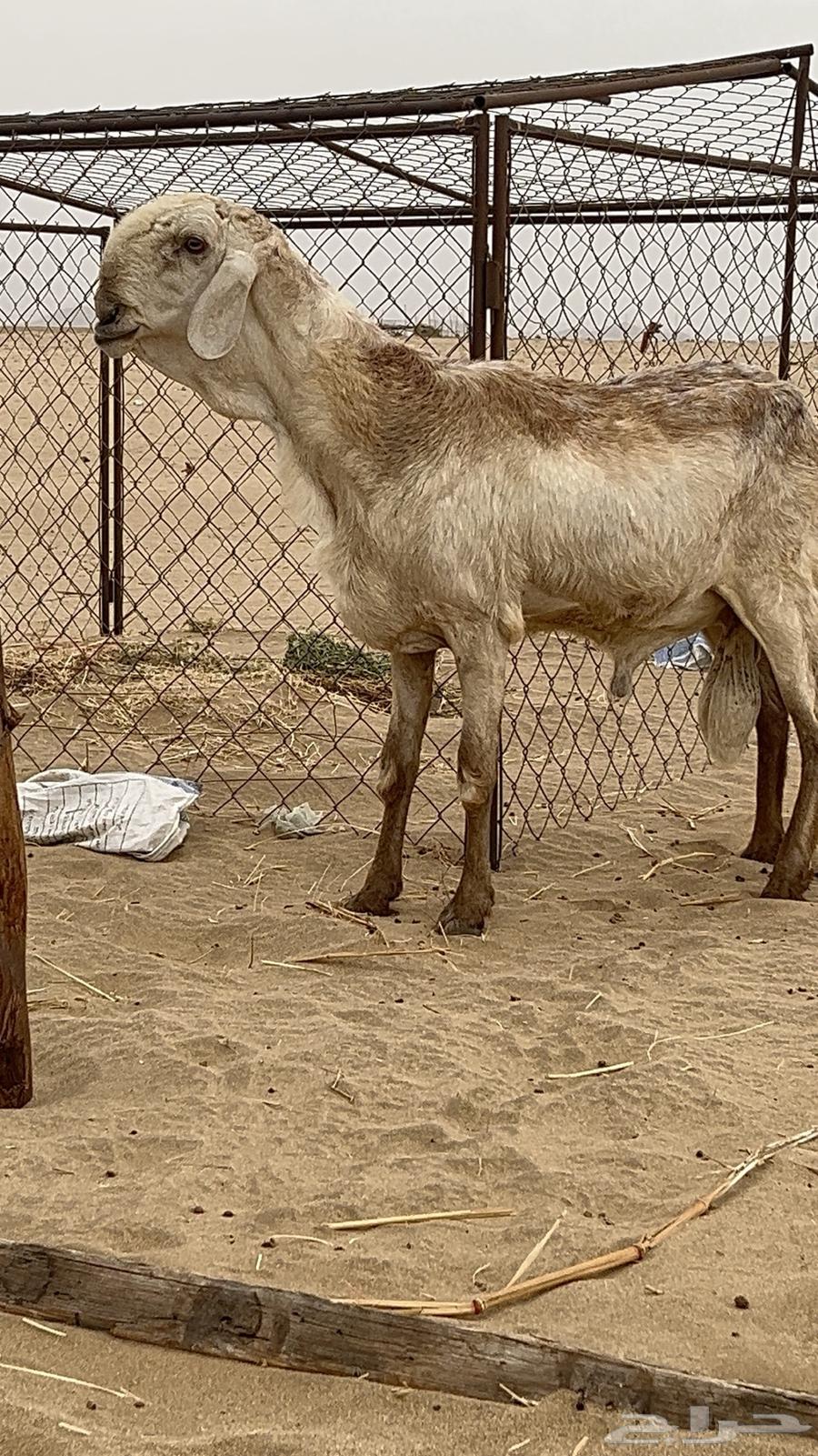 فحل درماني صنف الصنف64250754209794111