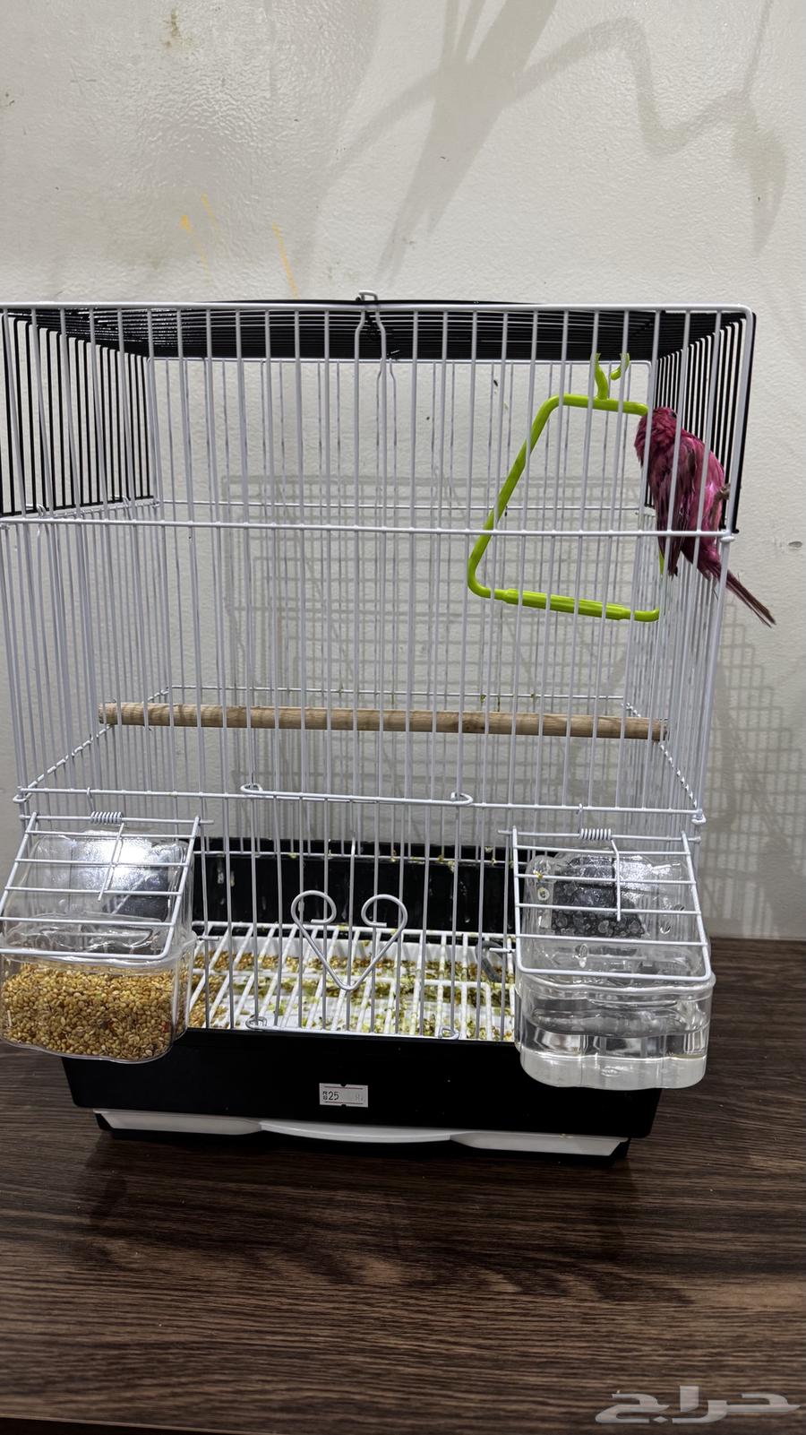 Bird64245301524098112