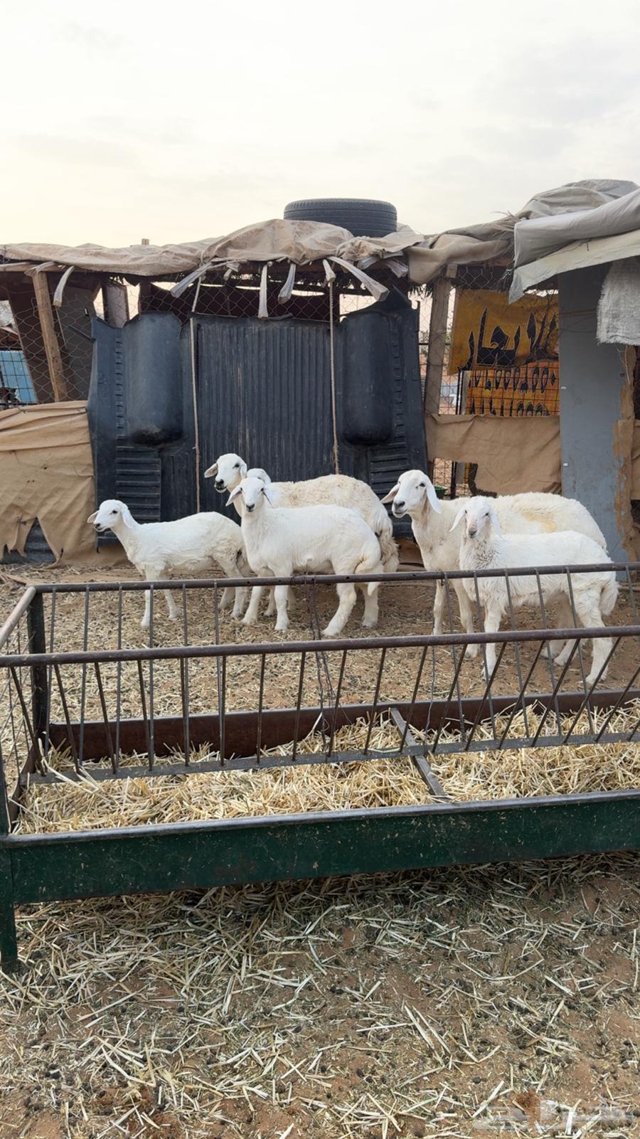 للبيع 5 تحتها 564246814044802112