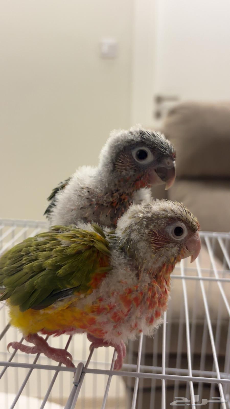 فروخ كنيور يلو سايد (تم البيع )64251394080515111