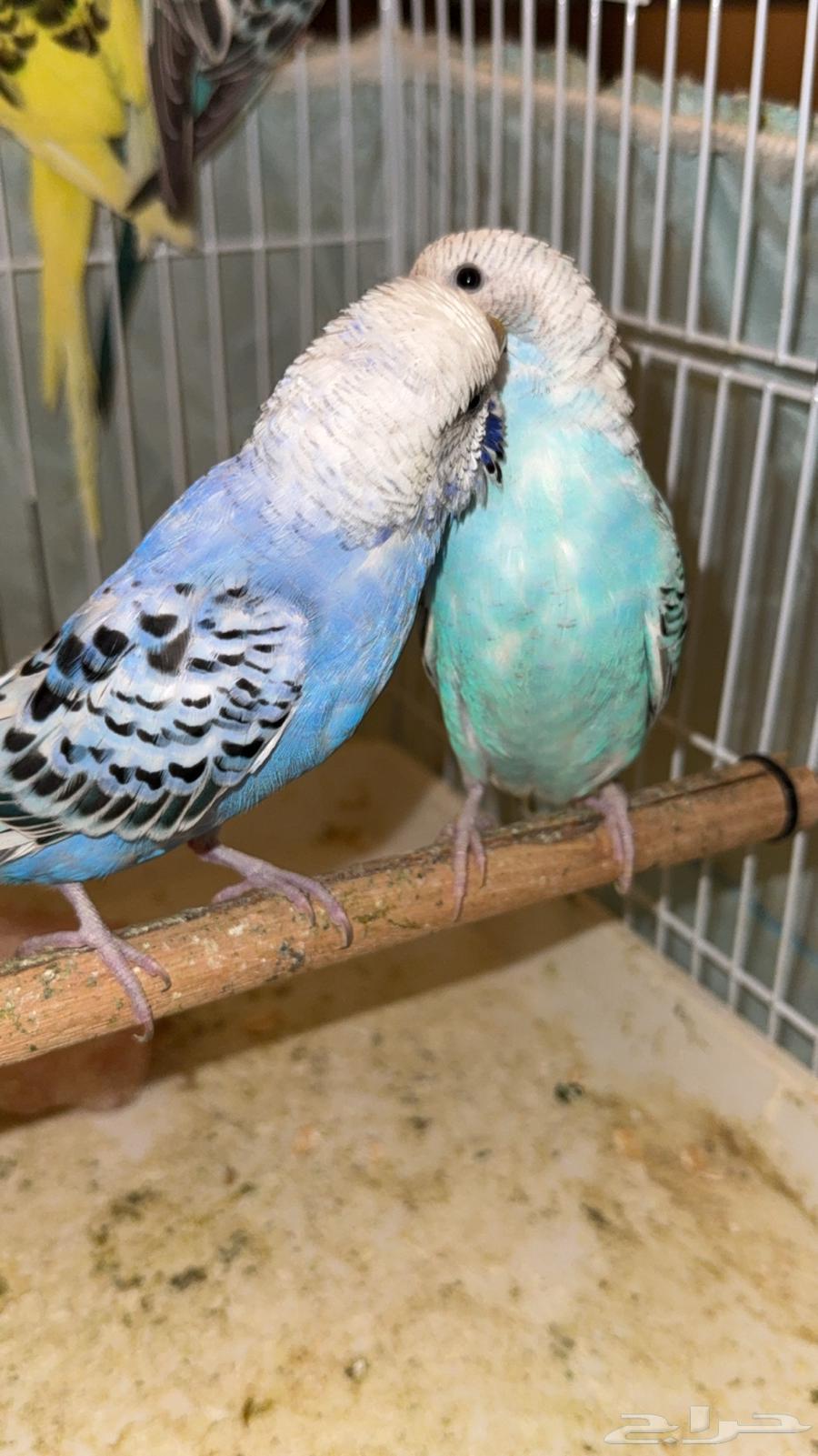 3 ذكور بادجي64232673526657110