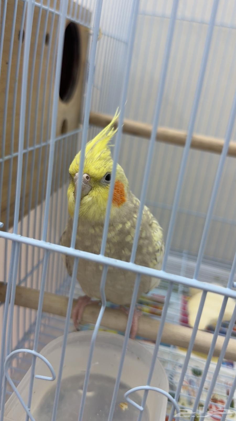 A breeding pair of quails currently has three eggs for sale, price 40064232835645571111