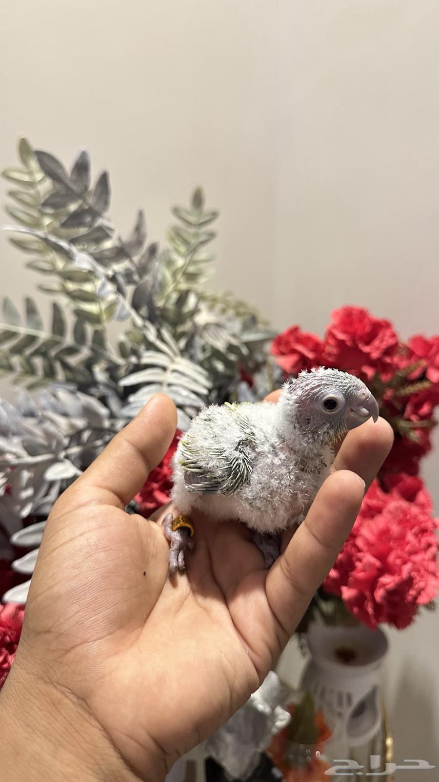 أمريكان دايلوت64235325576961110