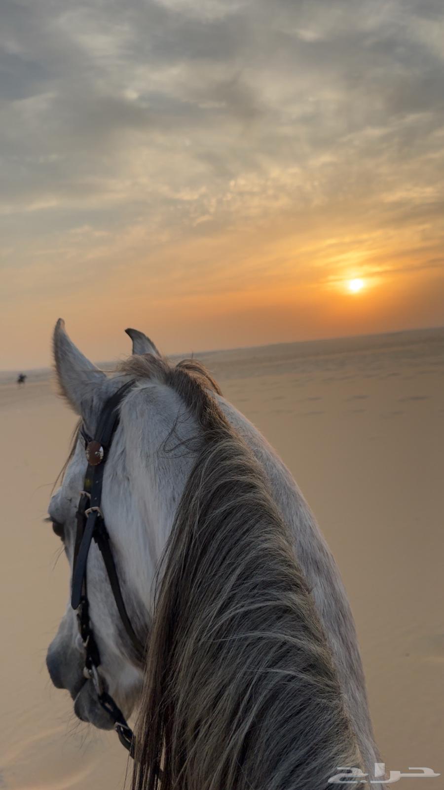 تدريب ركوب خيل64242090571777111